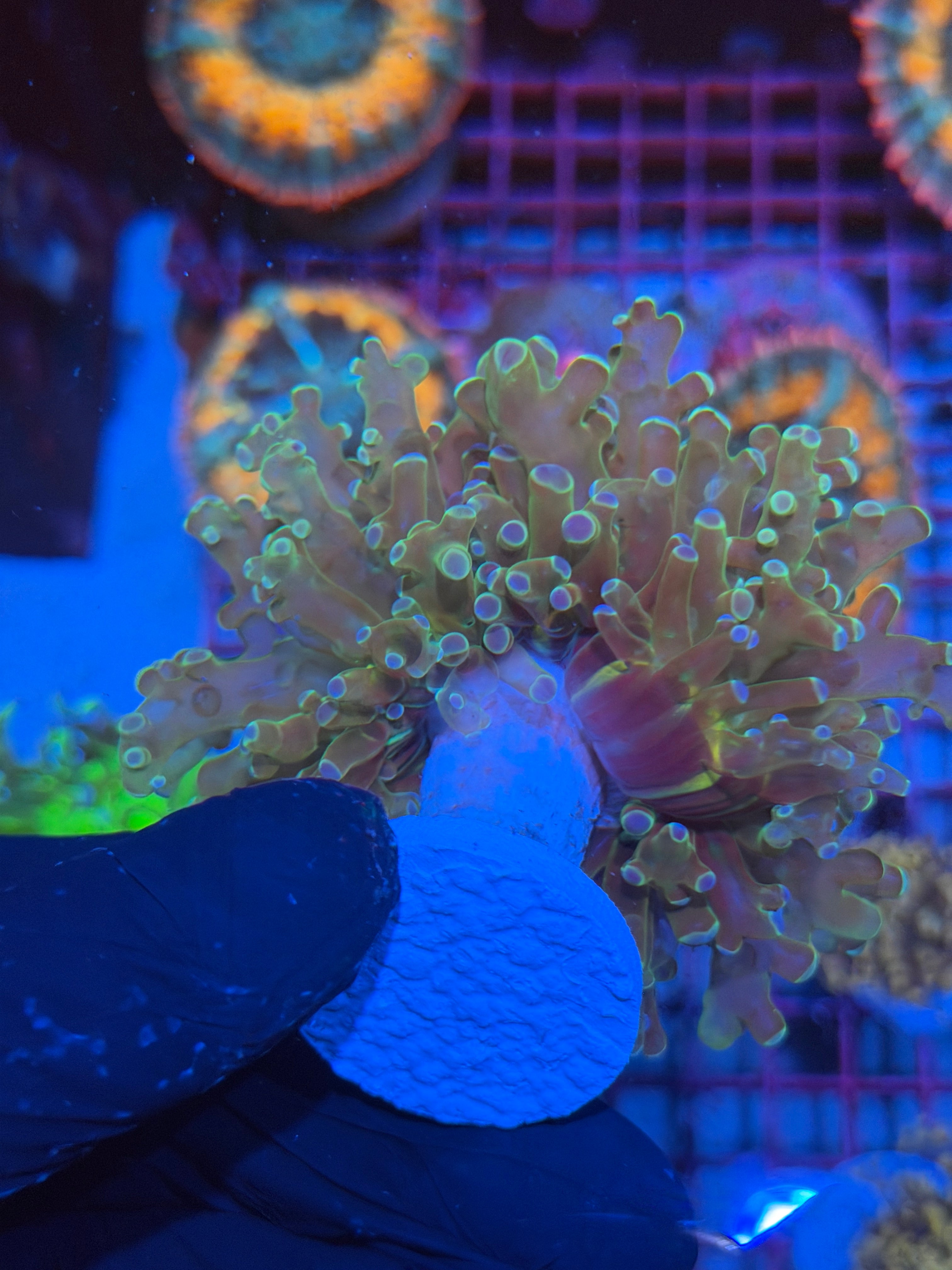 JEA Holy Relic Frogspawn Coral 1 XXL Head Splitting 7/9