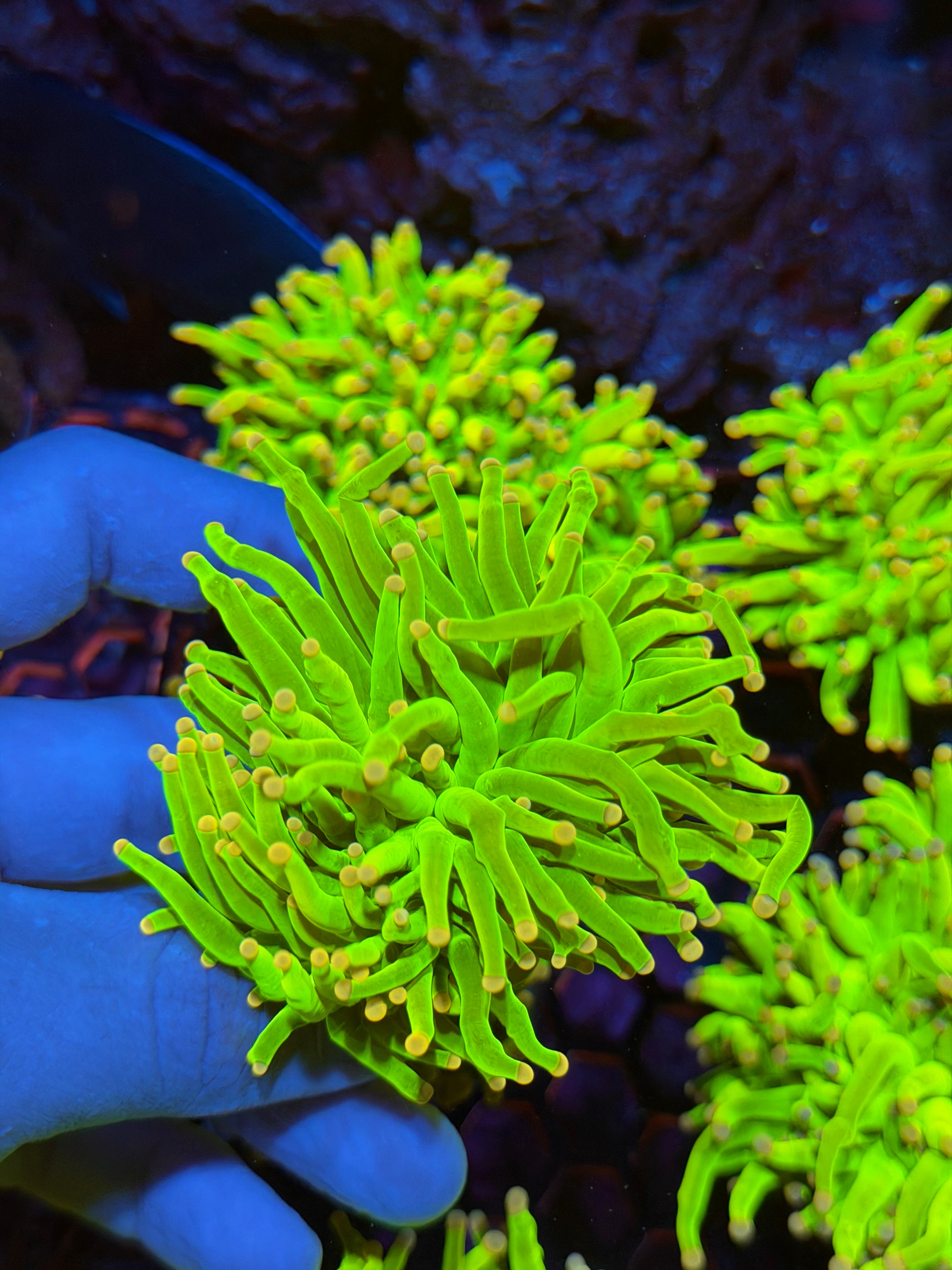 JEA Care Bears Holy Grail Torch Coral 2 Heads XXL 2/25