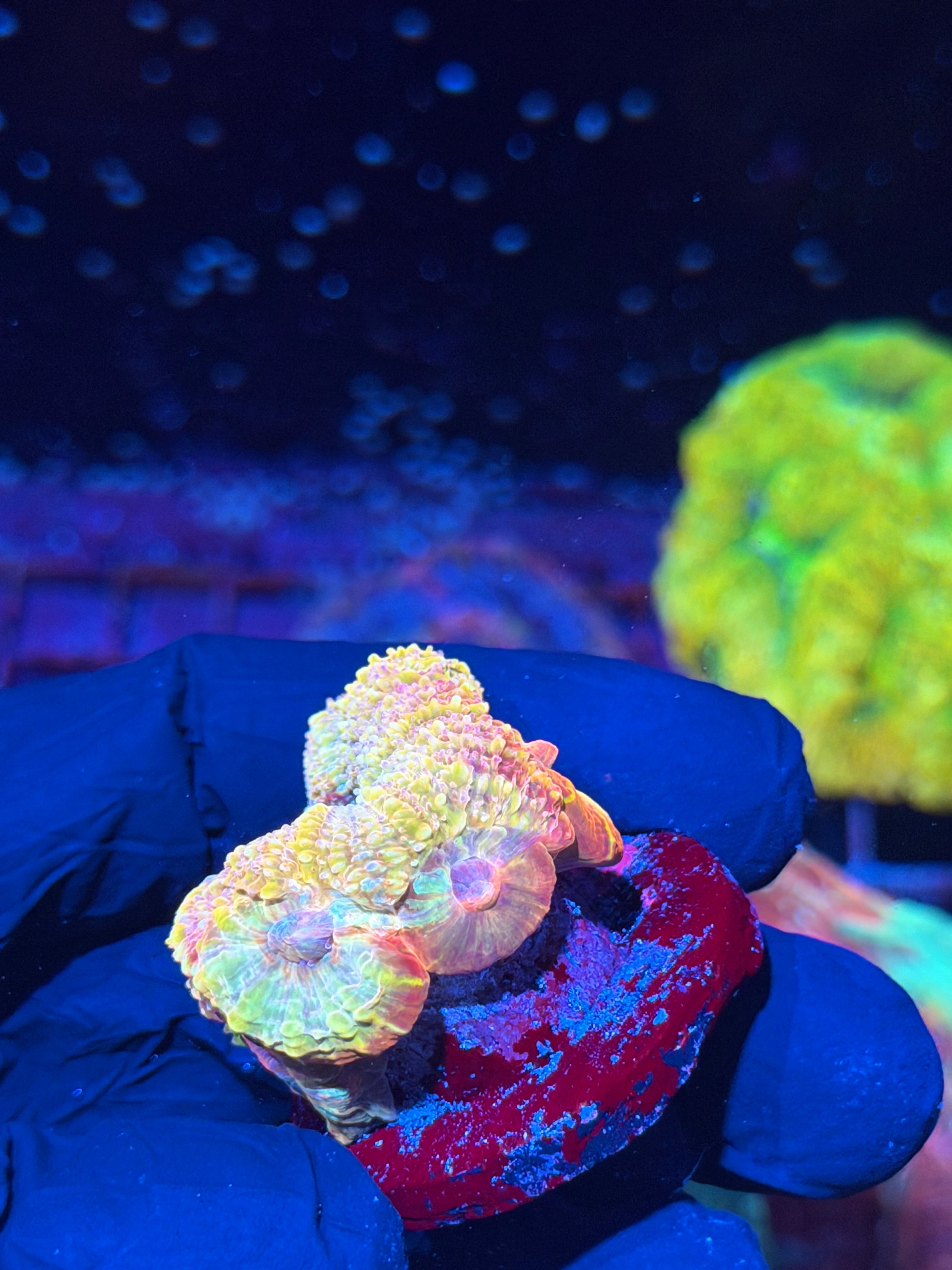 JEA Rainbow Supernova Acan Bowerbanki Coral 3-4 Heads XXL INSANE