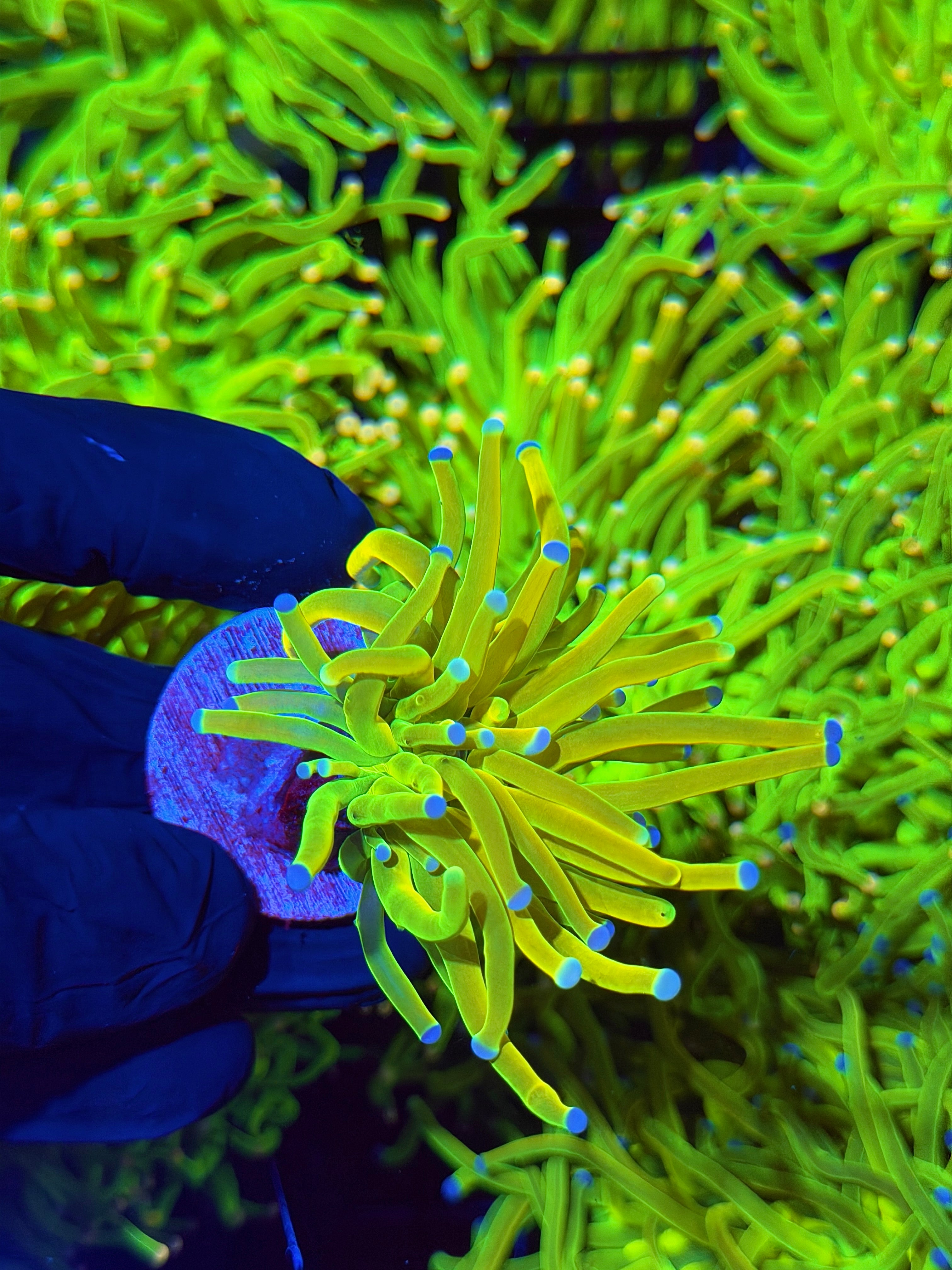 JEA Yellow Holy Grail Torch Coral 1 Head XL