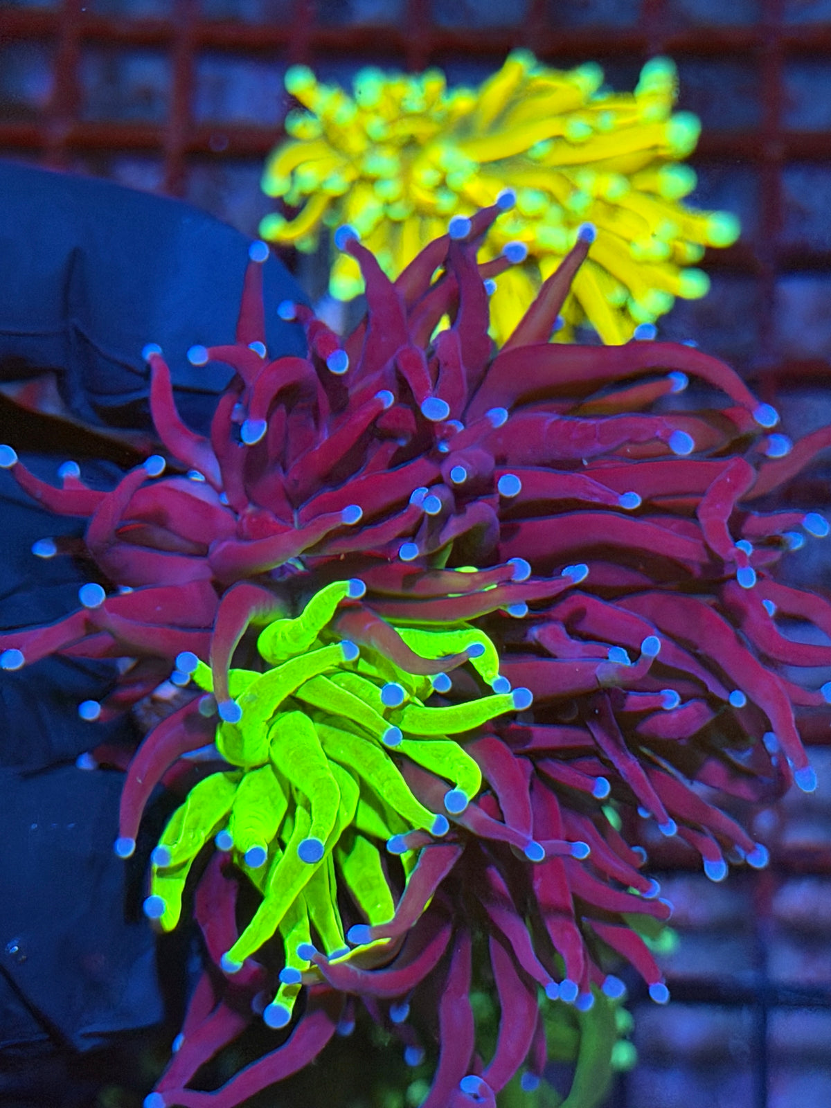 JEA Grafted Holy Grail Torch Coral 1 XXL Head Splitting 9/22