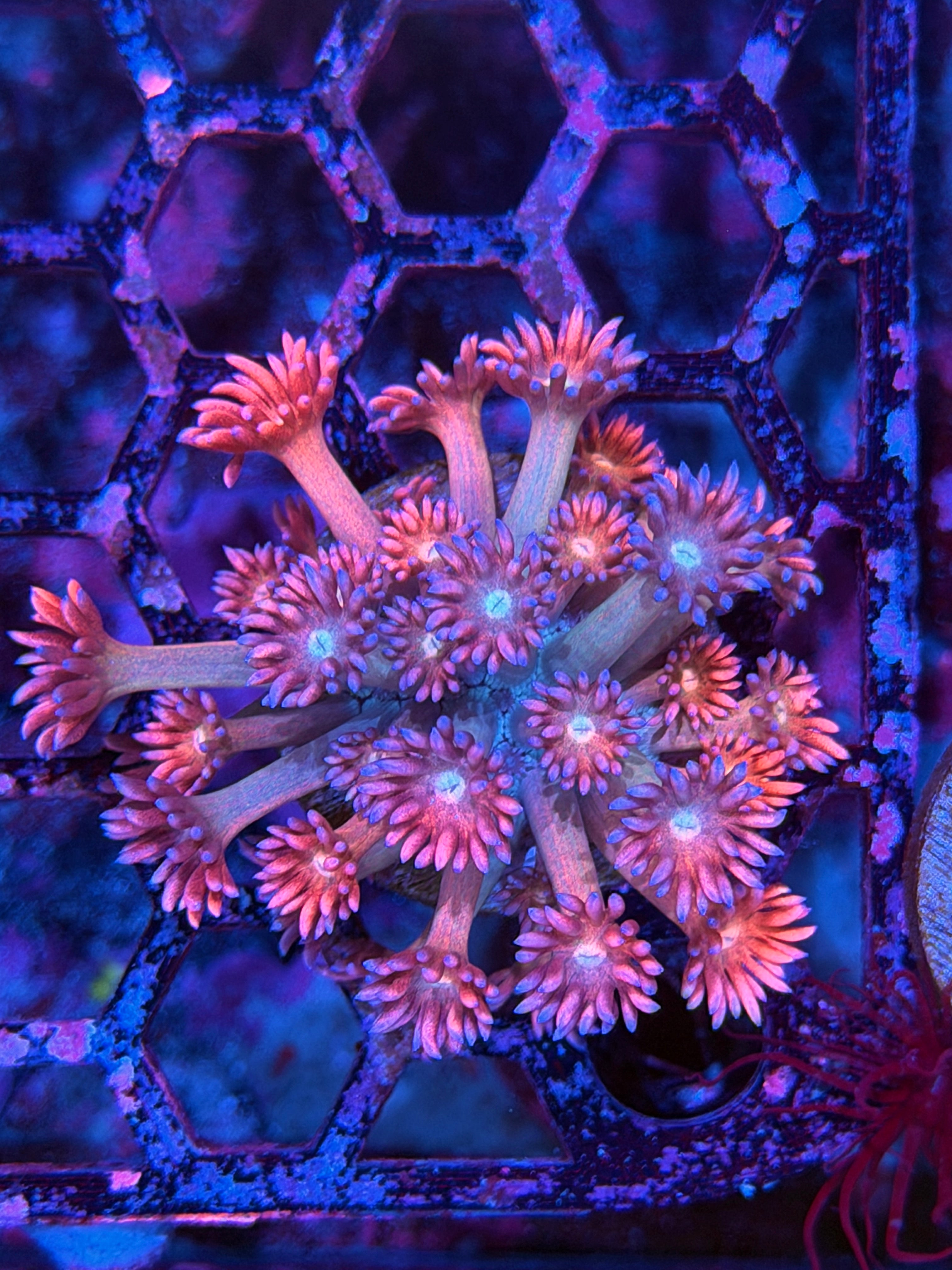 JEA Pyromaniac Goniopora Coral