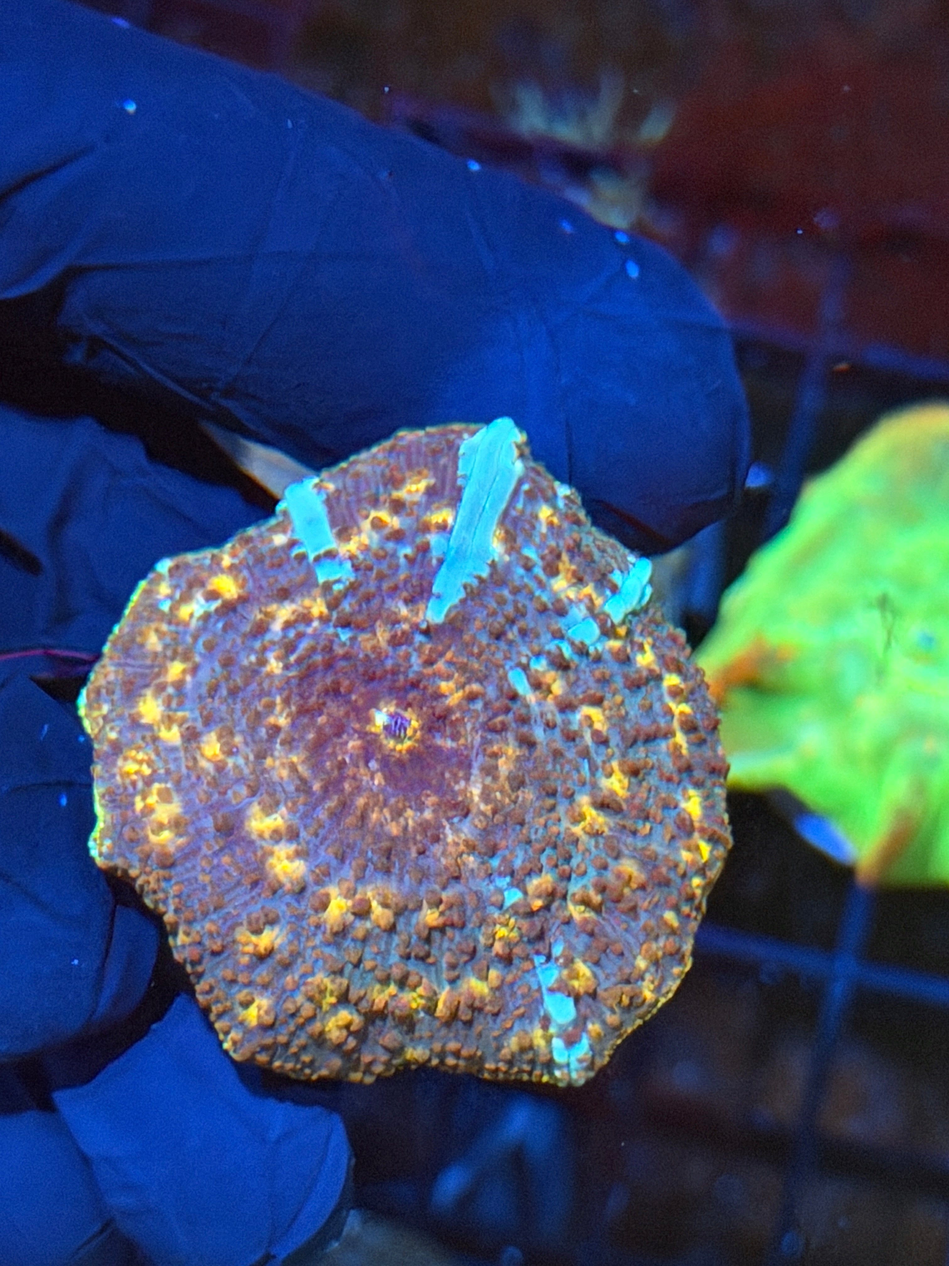 JEA Riot Shield Mushroom Coral XL 9/5