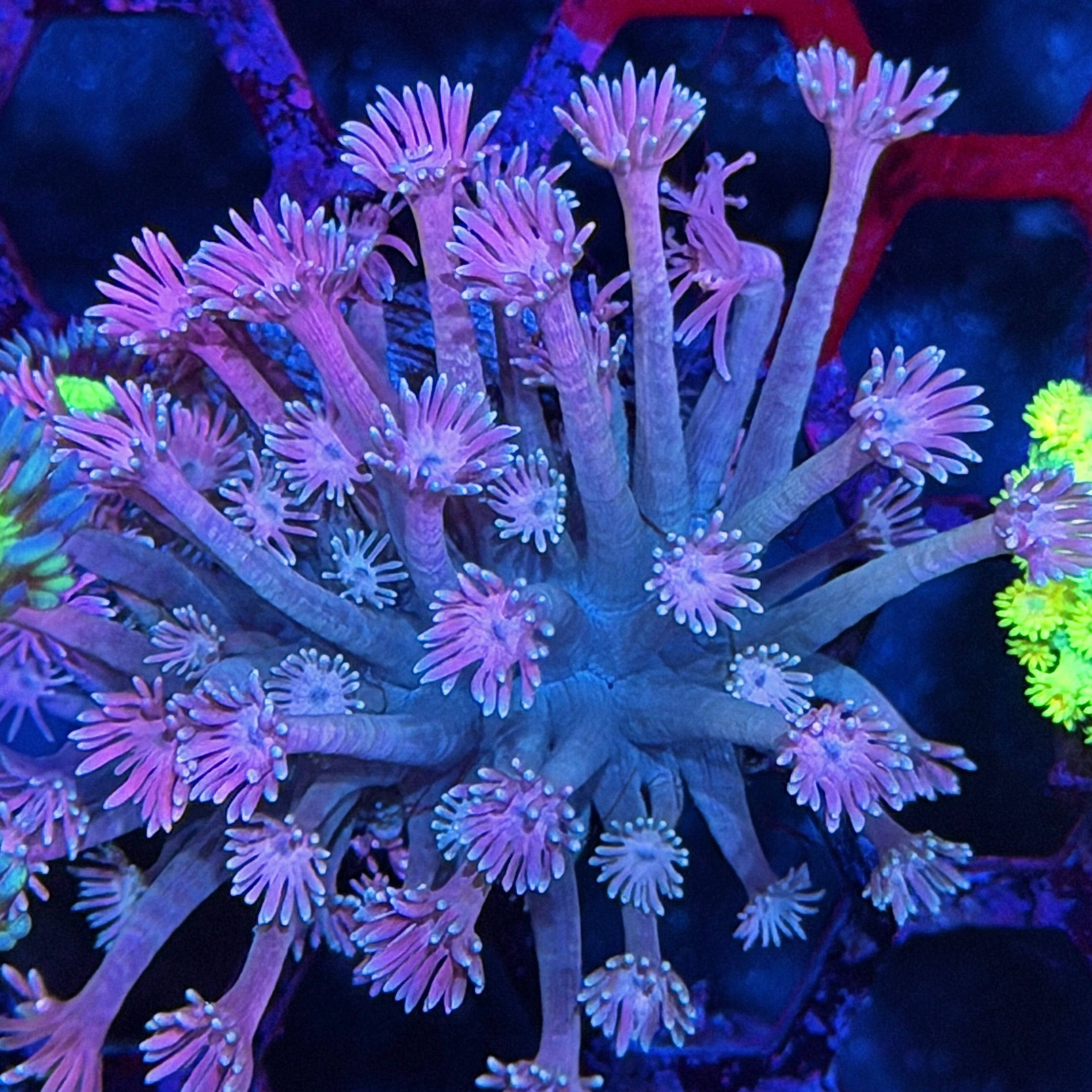 JEA Sweet Tarts Goniopora Coral *New Release* 7/21