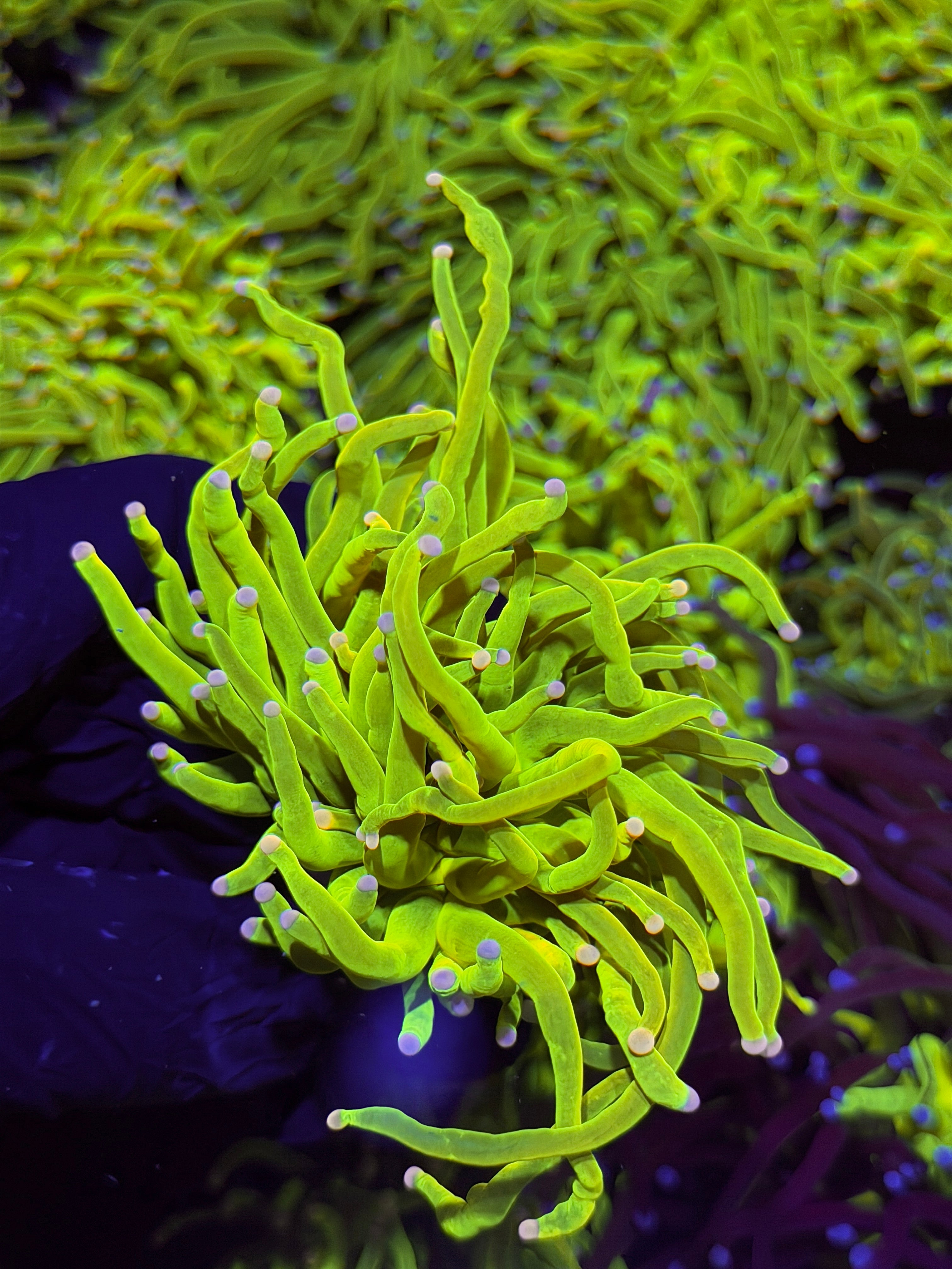 JEA Skittles Holy Grail Torch Coral 1 XXL Head Splitting ( Pink & Purple Tips )