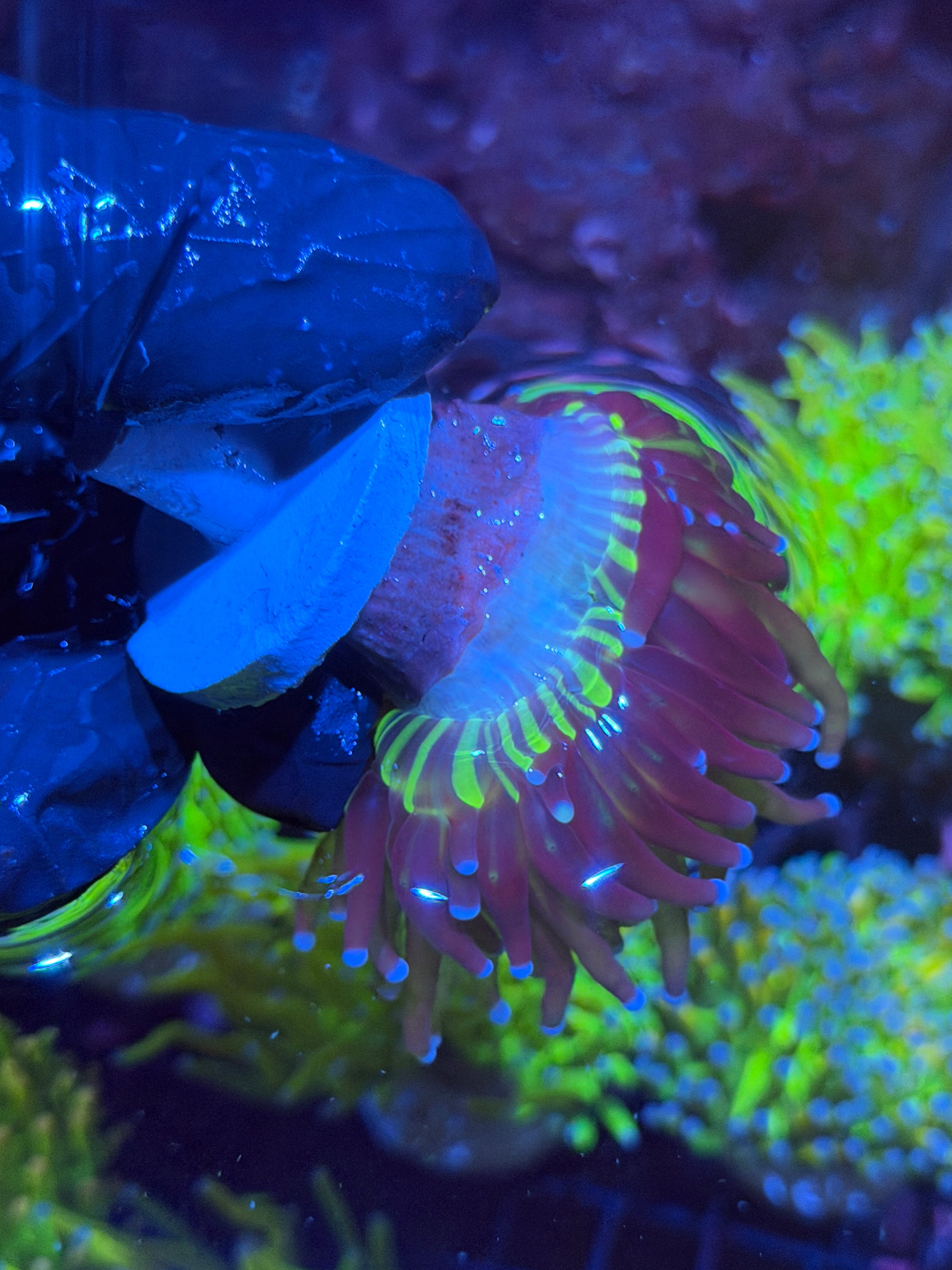 JEA Death Goddess Torch Coral 2 XL Heads Splitting