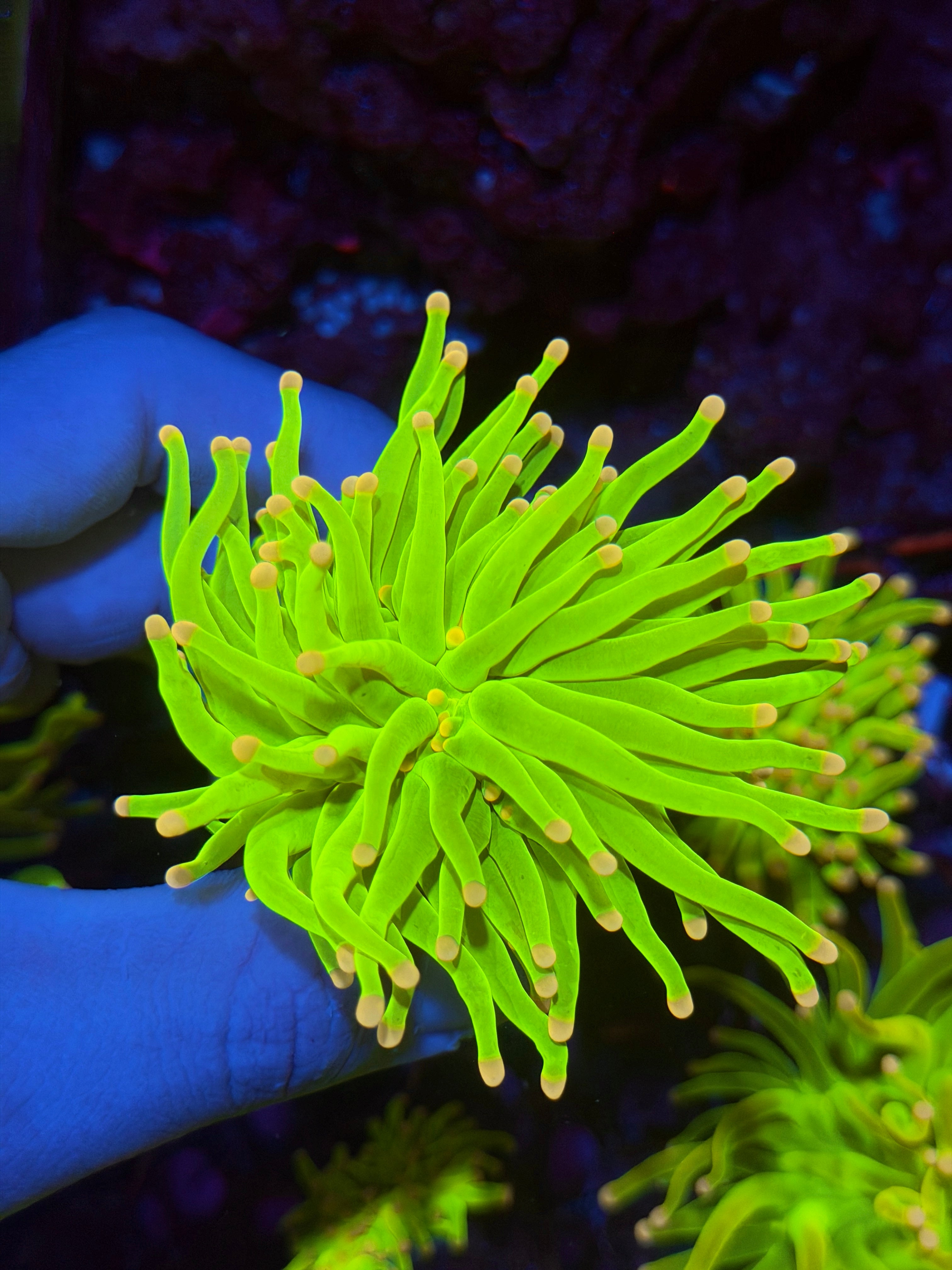 JEA Care Bears Holy Grail Torch 1 XL Head 12/1