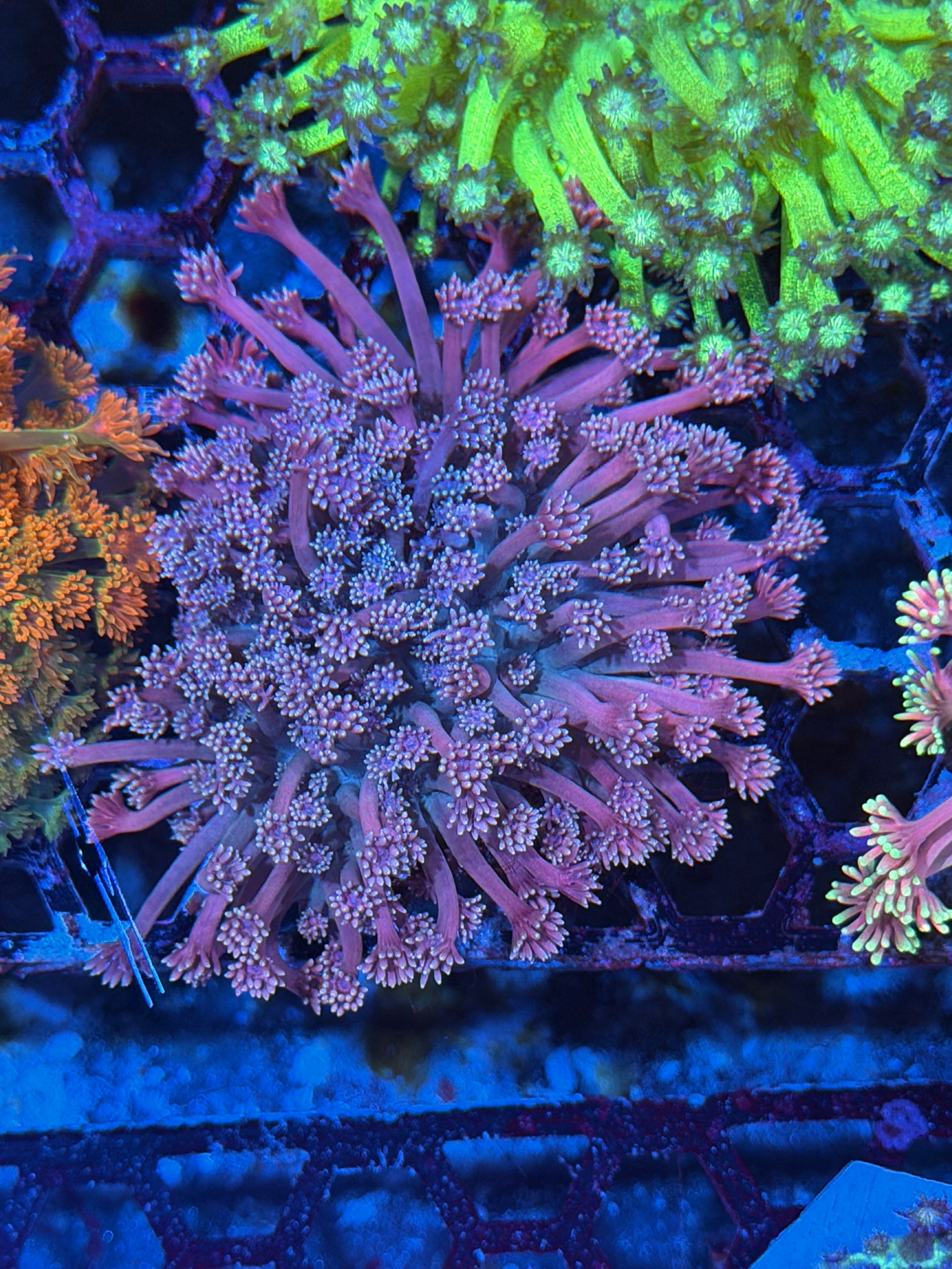 JEA Pink Panties Goniopora Colony XXL