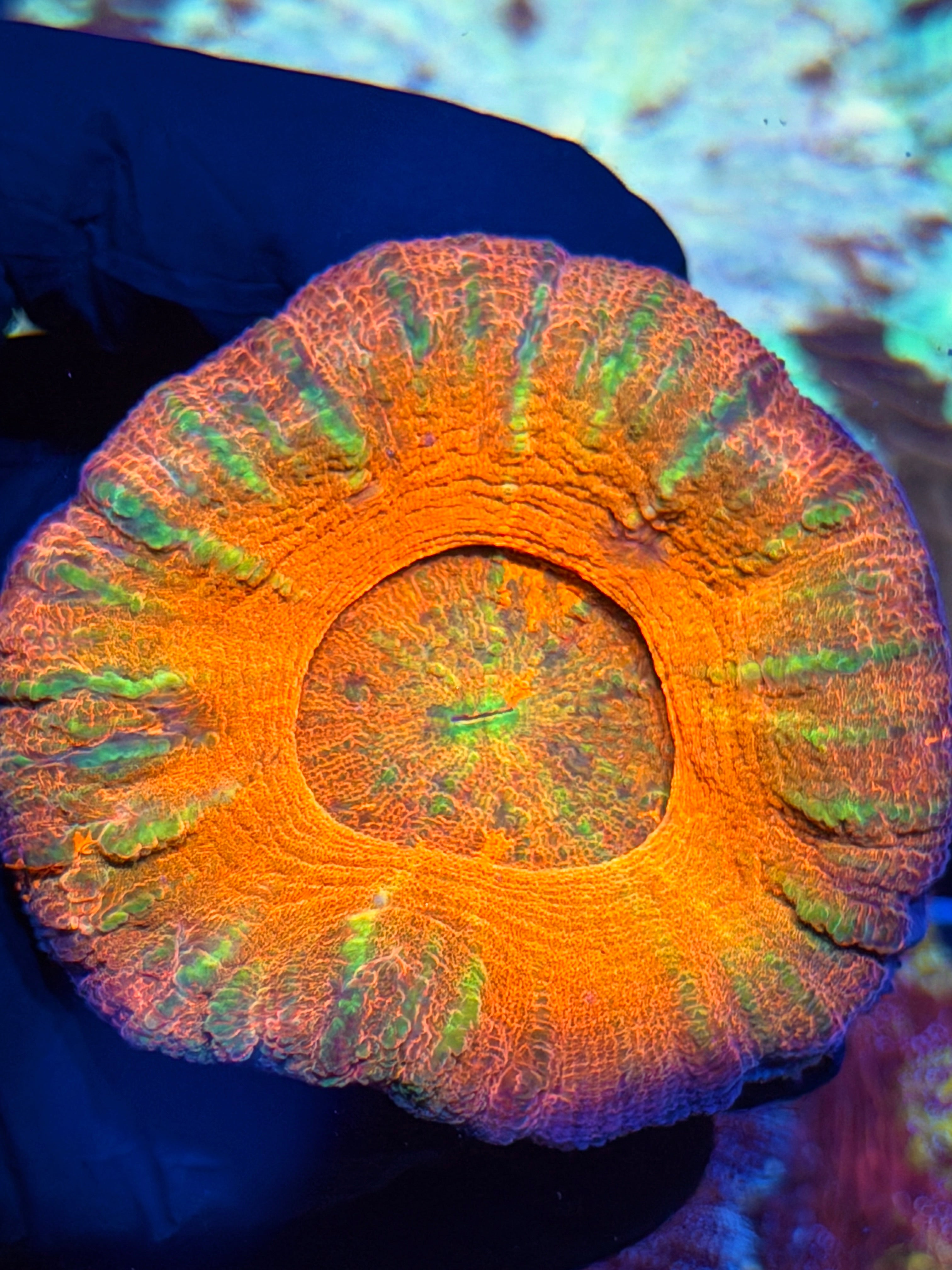 Insane Rare Rainbow Scolymia Meat Coral XL 6/29