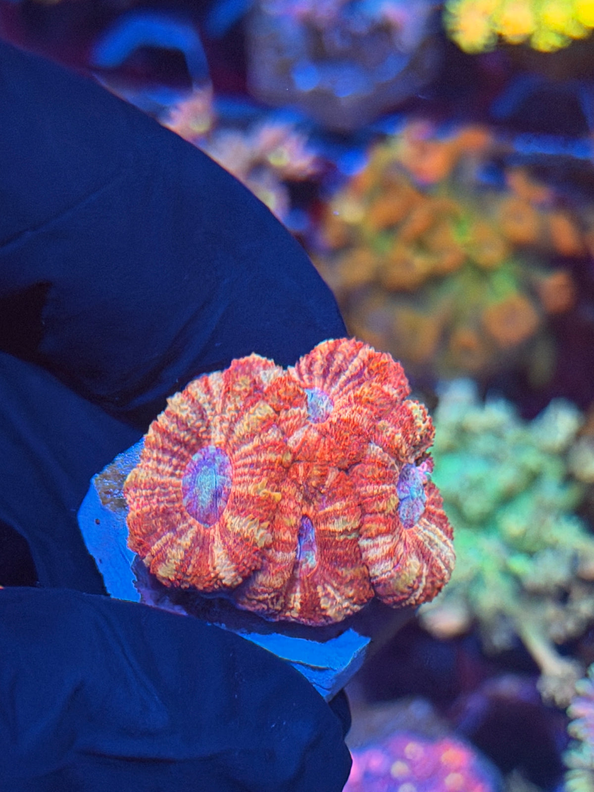 JEA Fruit Stripe Asian Acans 4 Heads XL 9/27
