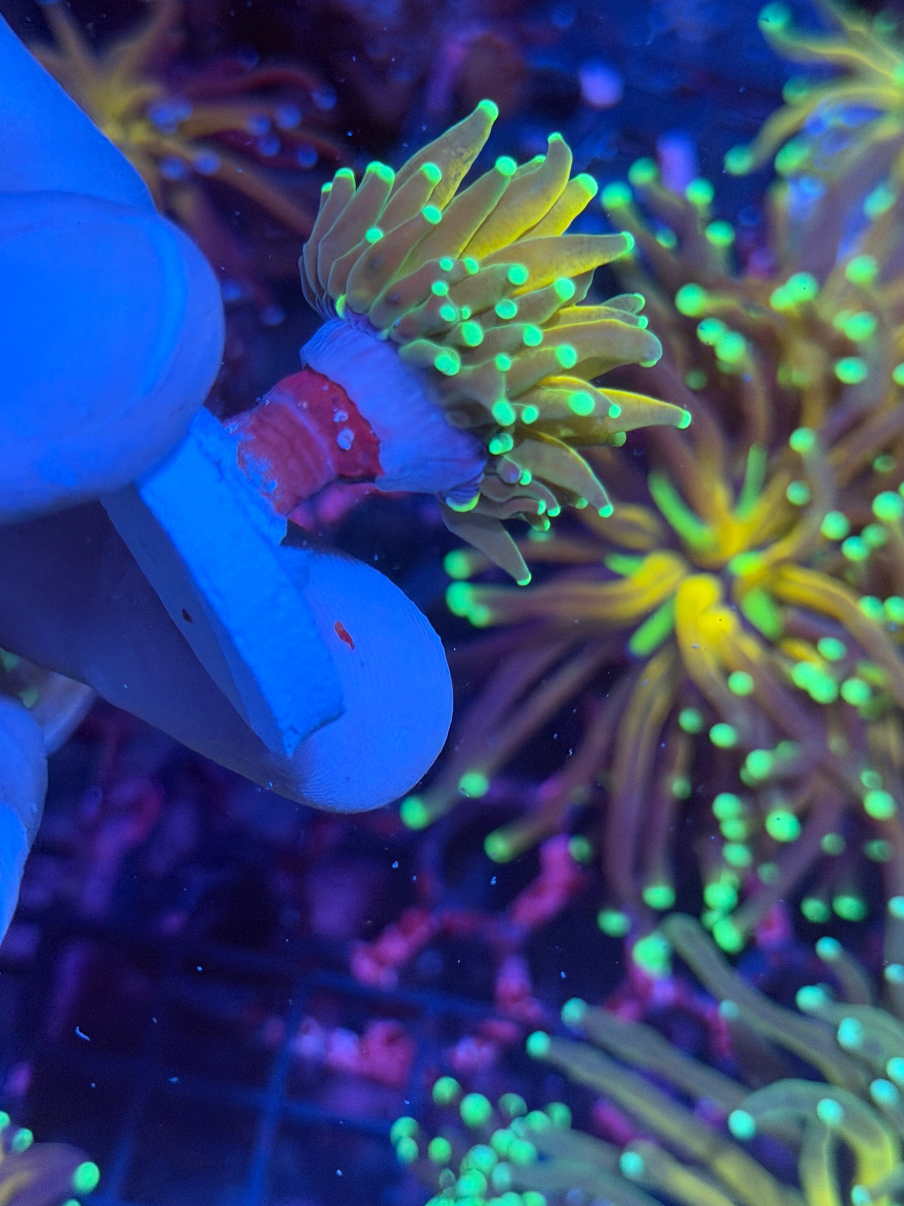 JEA Yellow Tiger Torch Coral 1 Head (Branching) 11/28