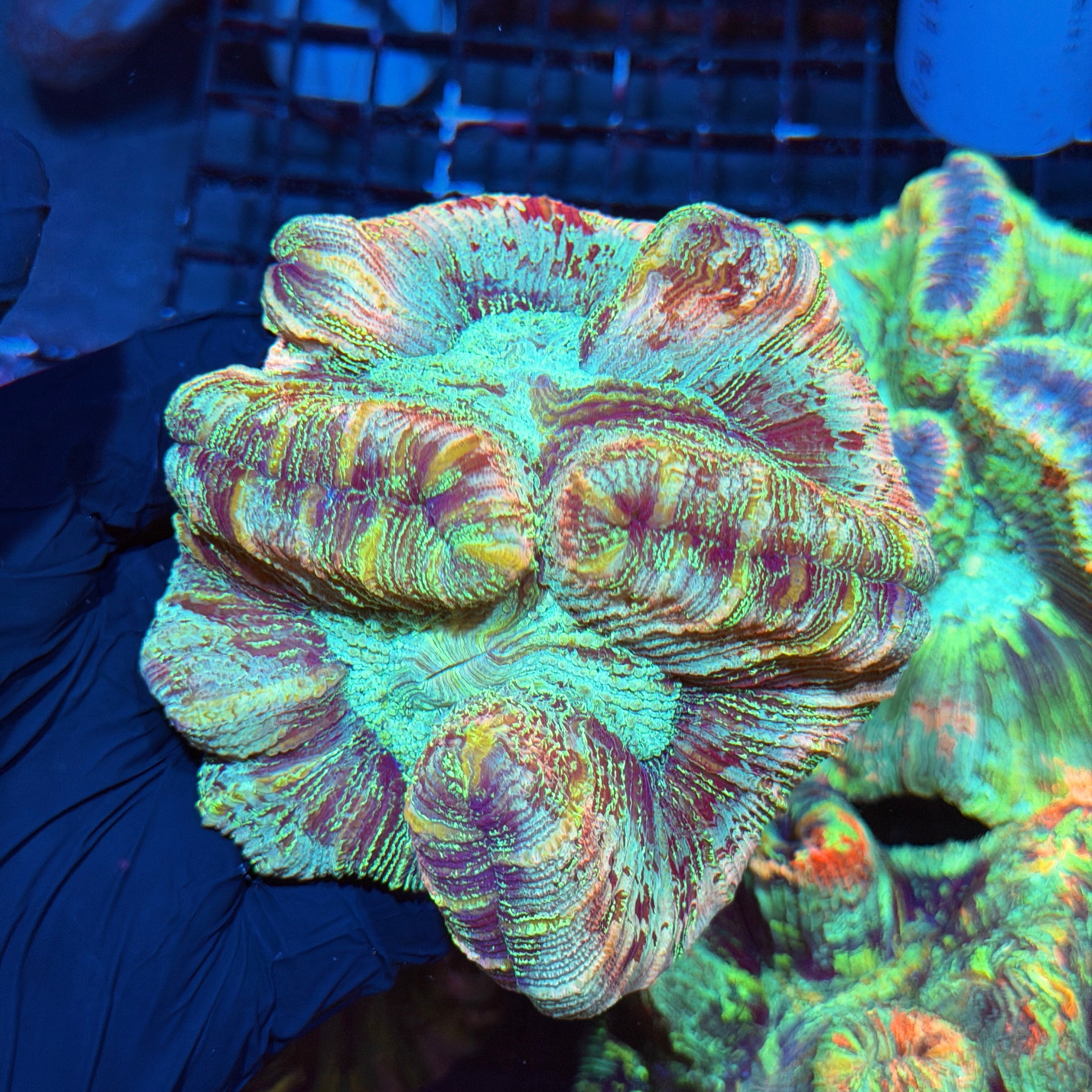 Rainbow Glitter Trachyphyllia Meat Coral XL 6/3