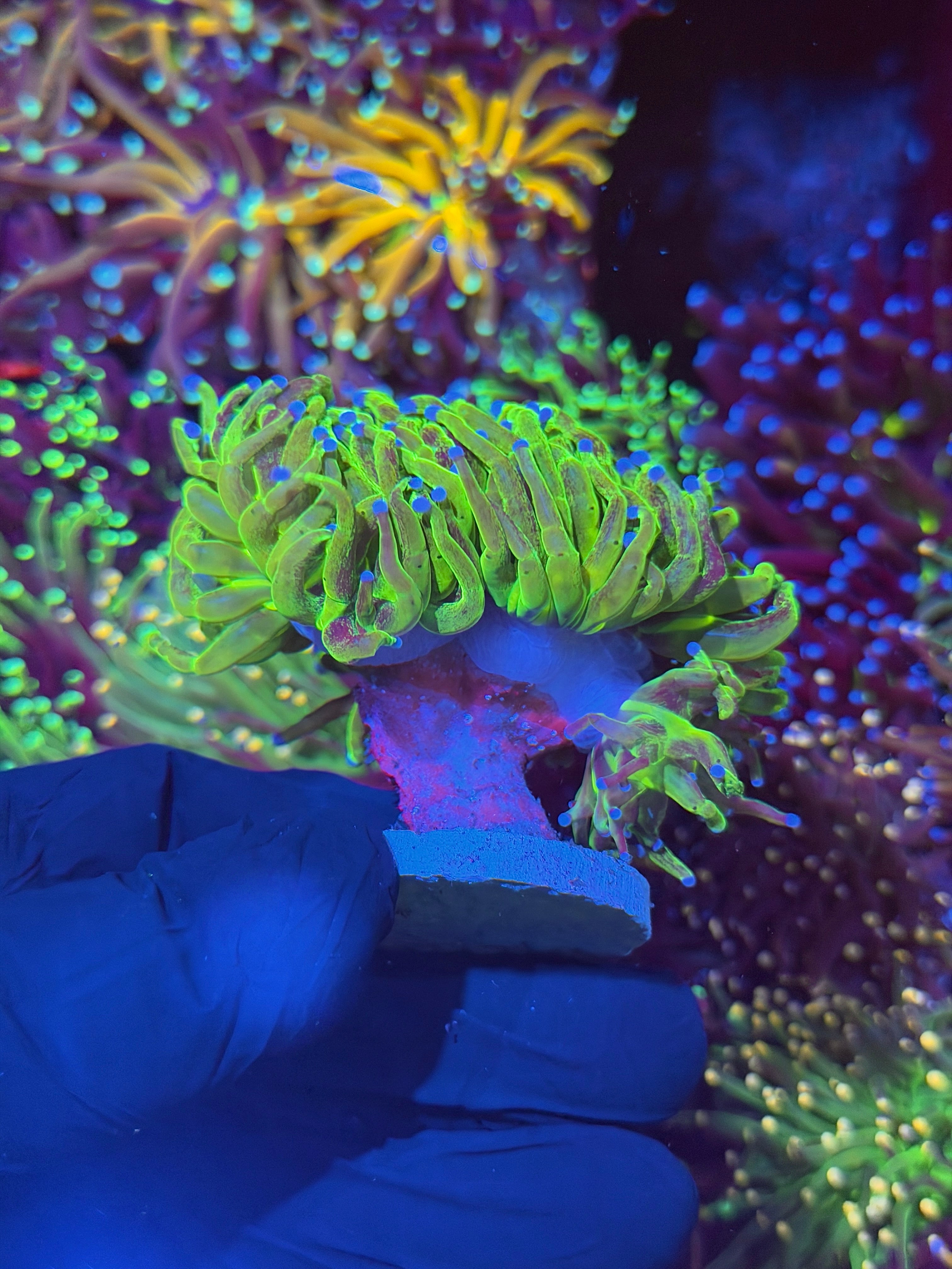 JEA Glitter Holy Grail Torch Coral 2 XXL Heads Splitting to 3 7/9