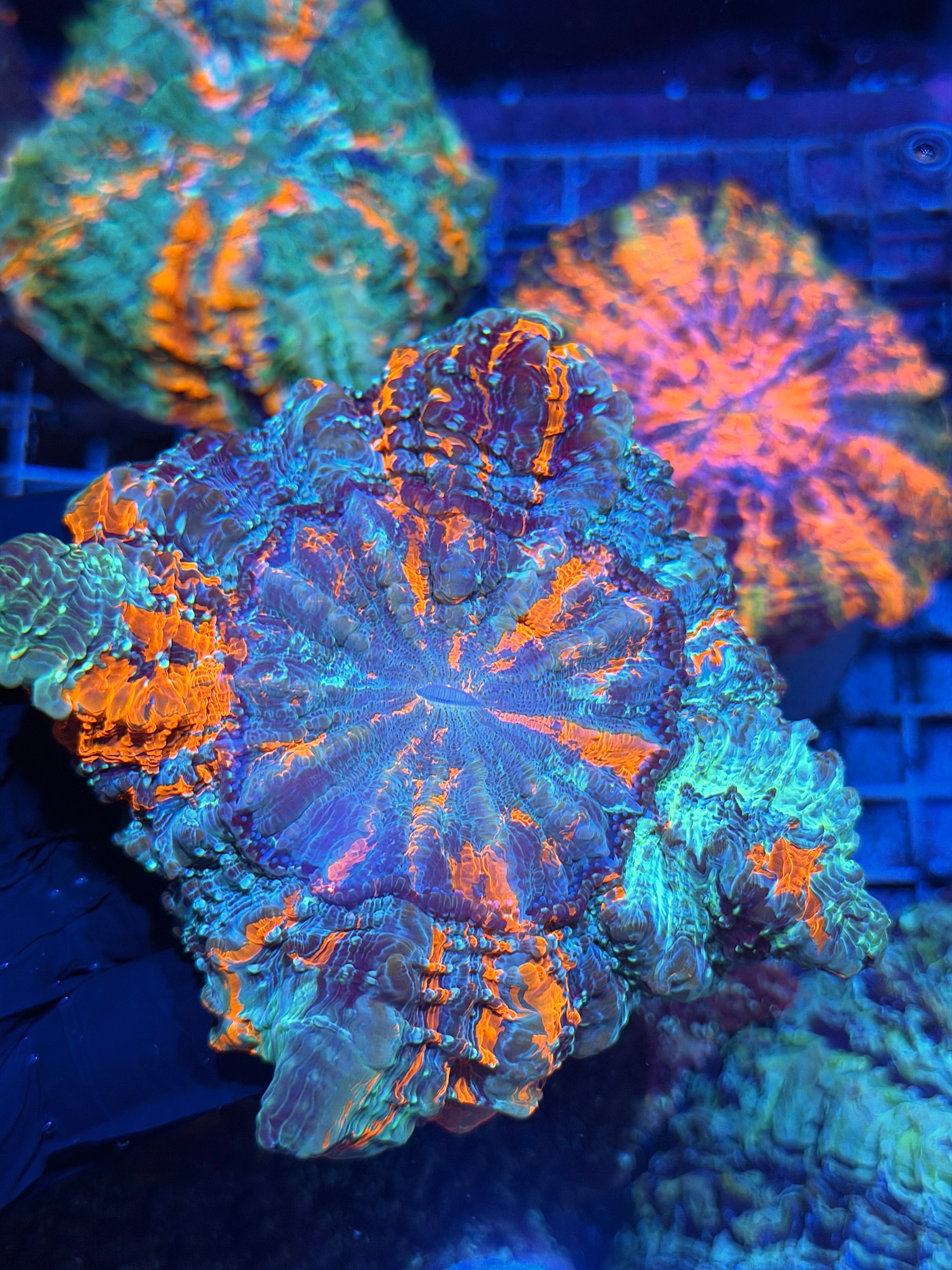 Striped Acanthophyllia Meat Coral XL