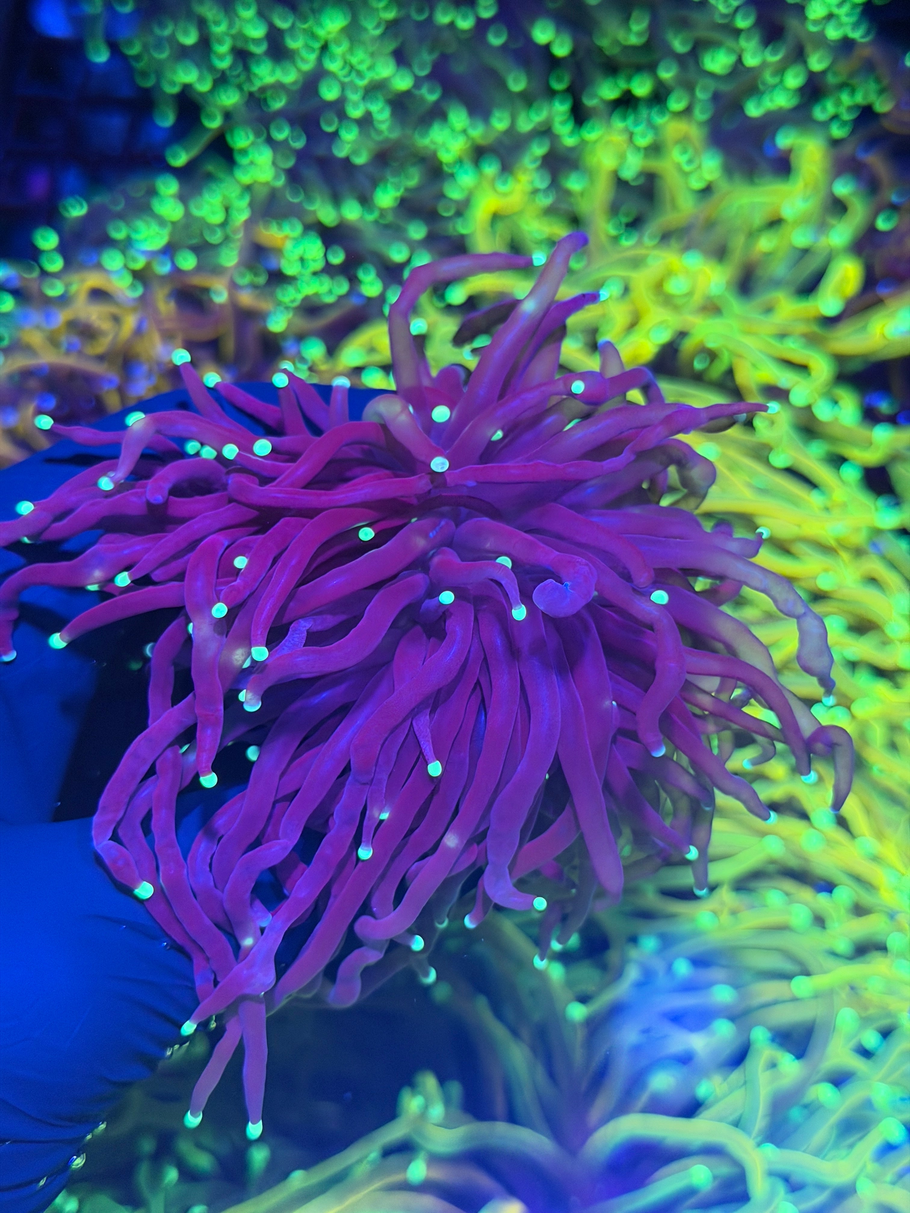 JEA Black Widow Torch Coral 2 Heads Splitting XXL