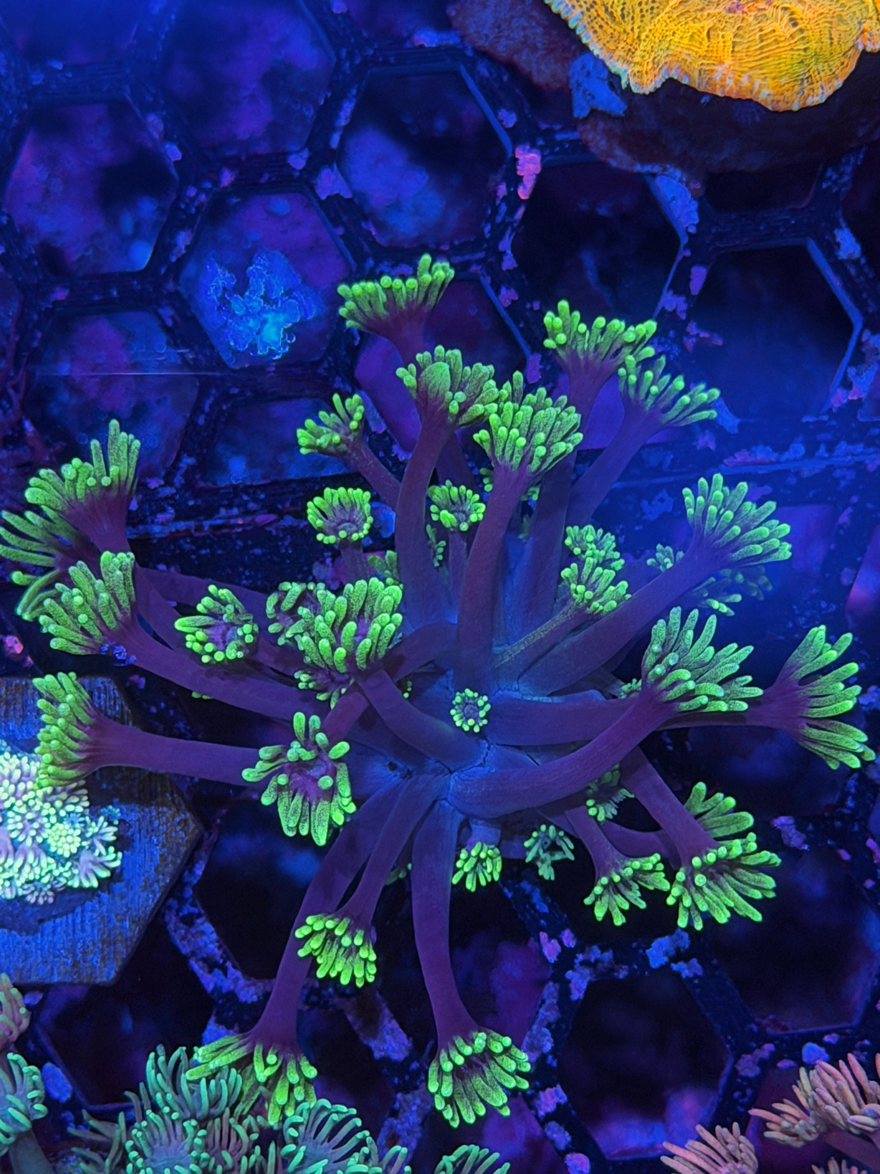 JEA Nightcrawler Goniopora Coral XL Frag 11/28