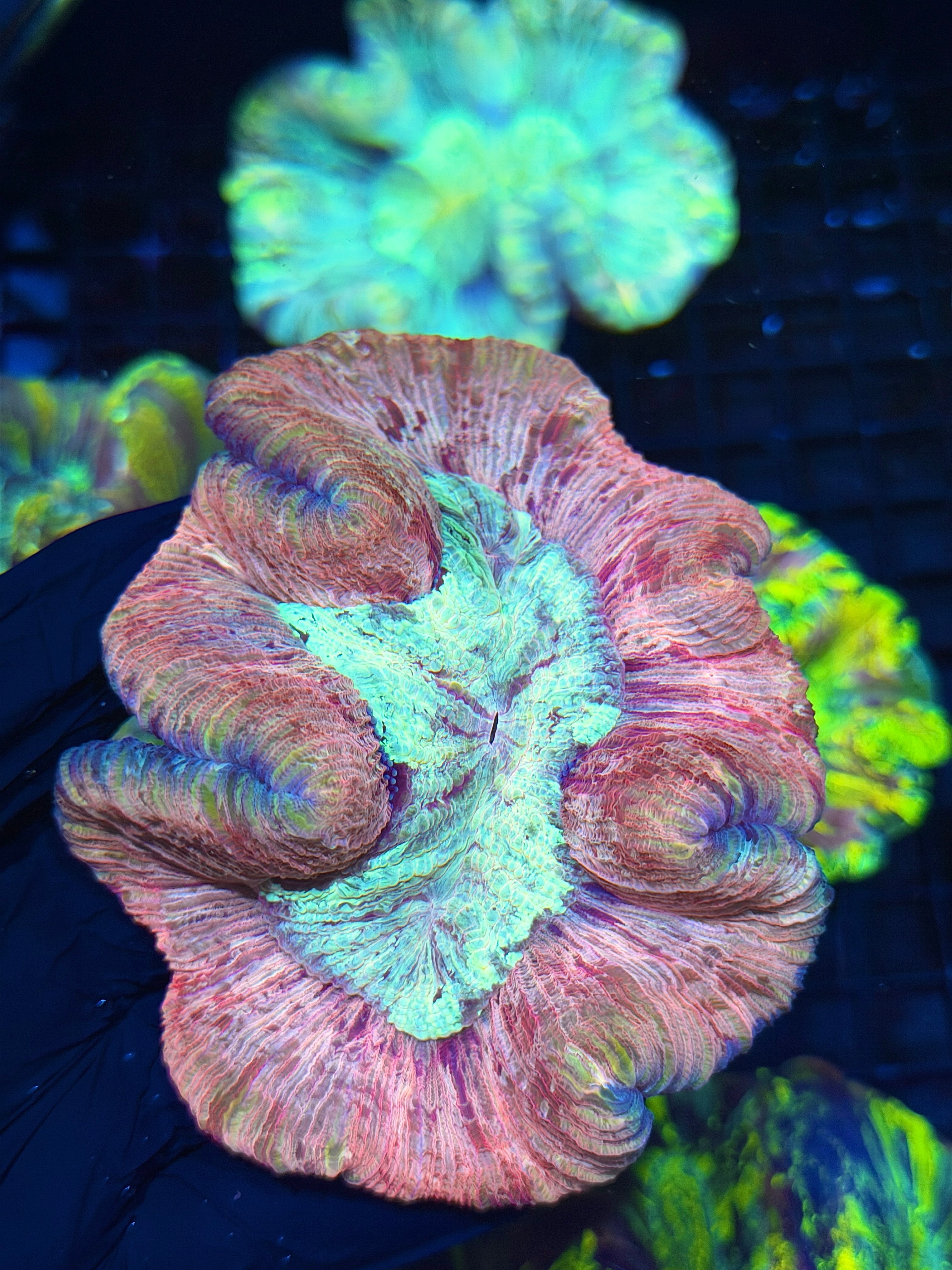 Unique Striped Trachyphyllia Meat Coral 7/31