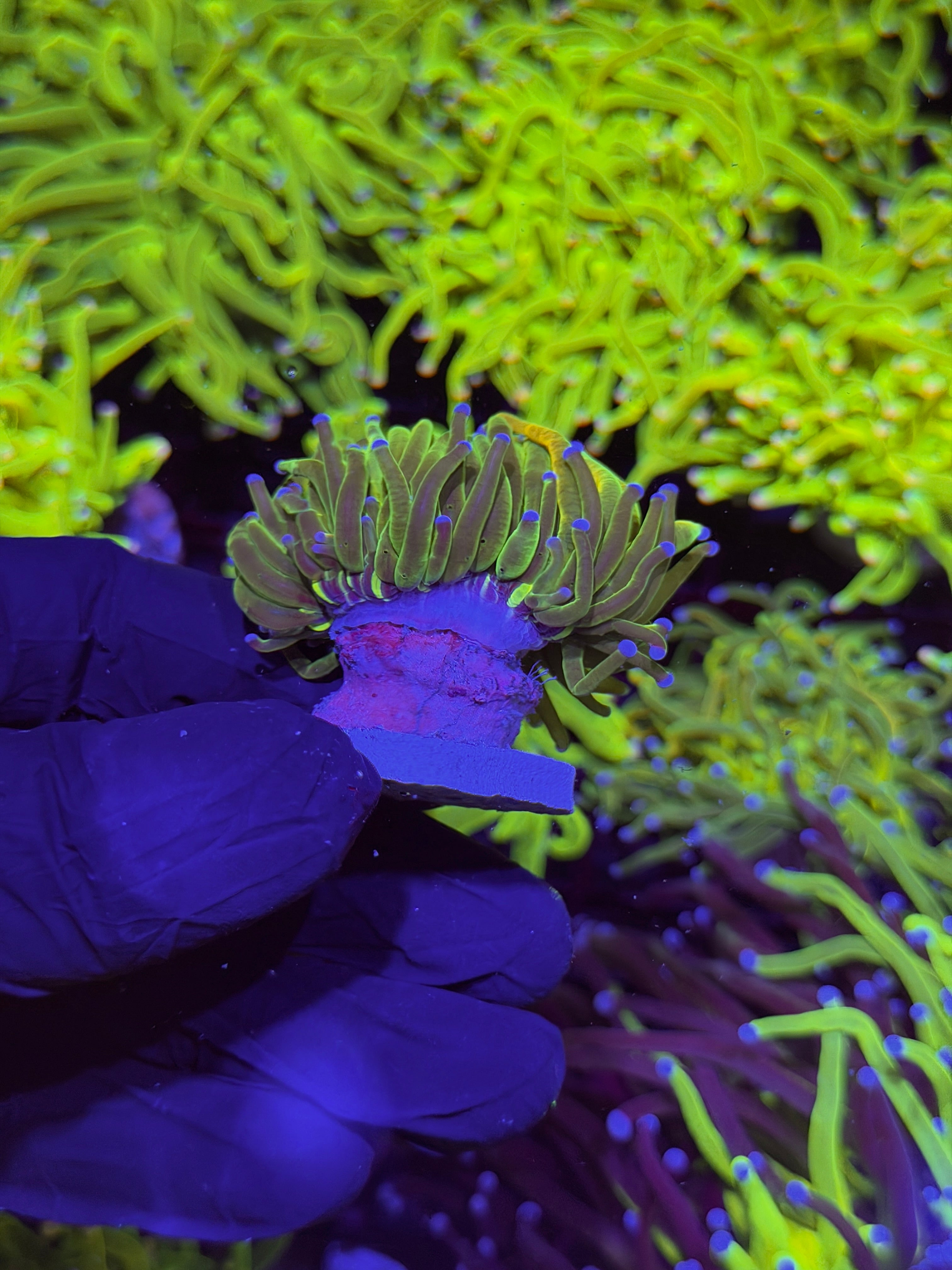 JEA Yellow Holy Grail Torch Coral 1 XL Head
