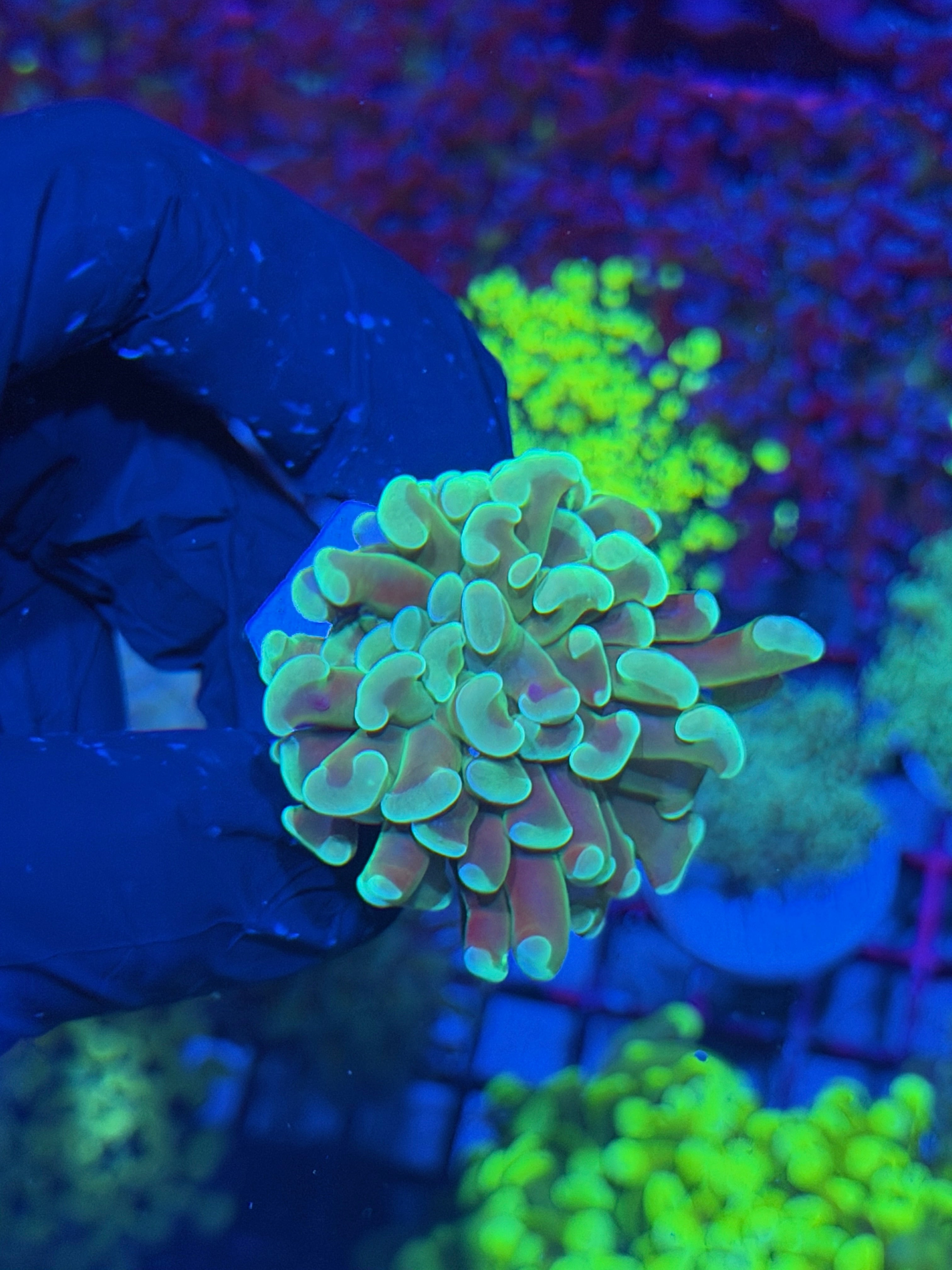 JEA Kaleidoscope Hammer Coral 1 XL Head 7/21