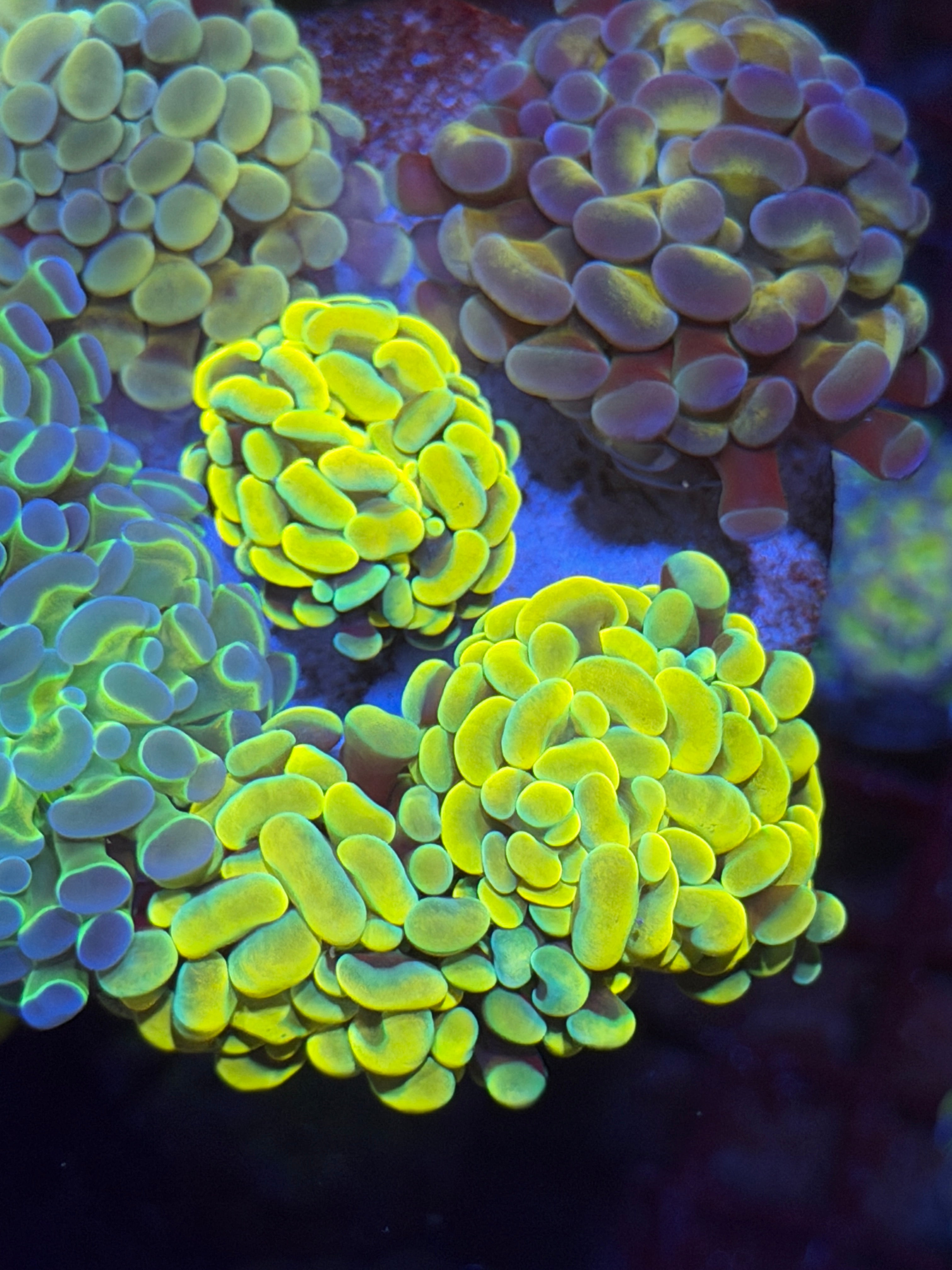 JEA High End Hammer Coral Bouquet 7 Heads XL 11/3