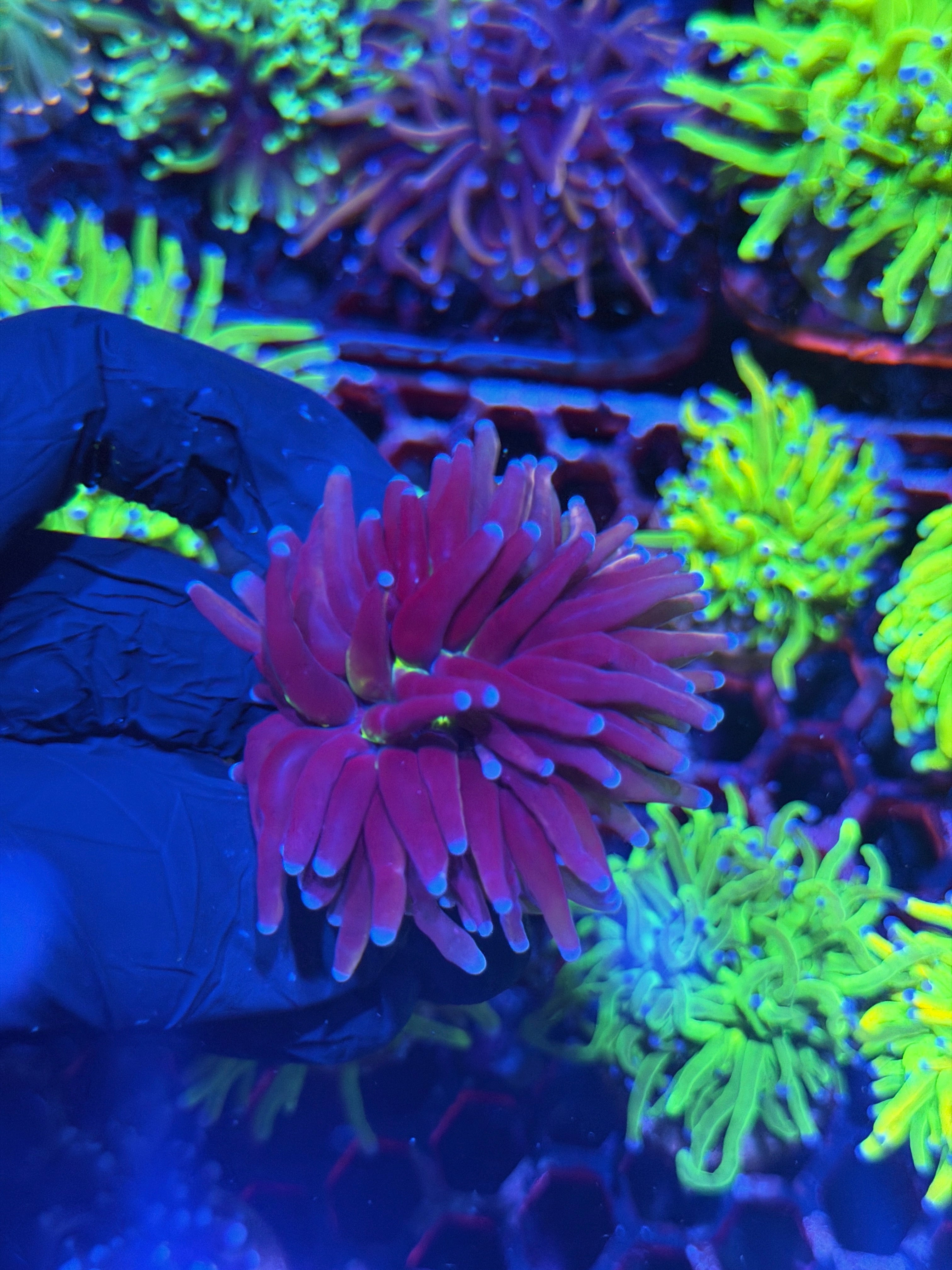JEA Death Star Grail Torch Coral 1 XL Head Splitting
