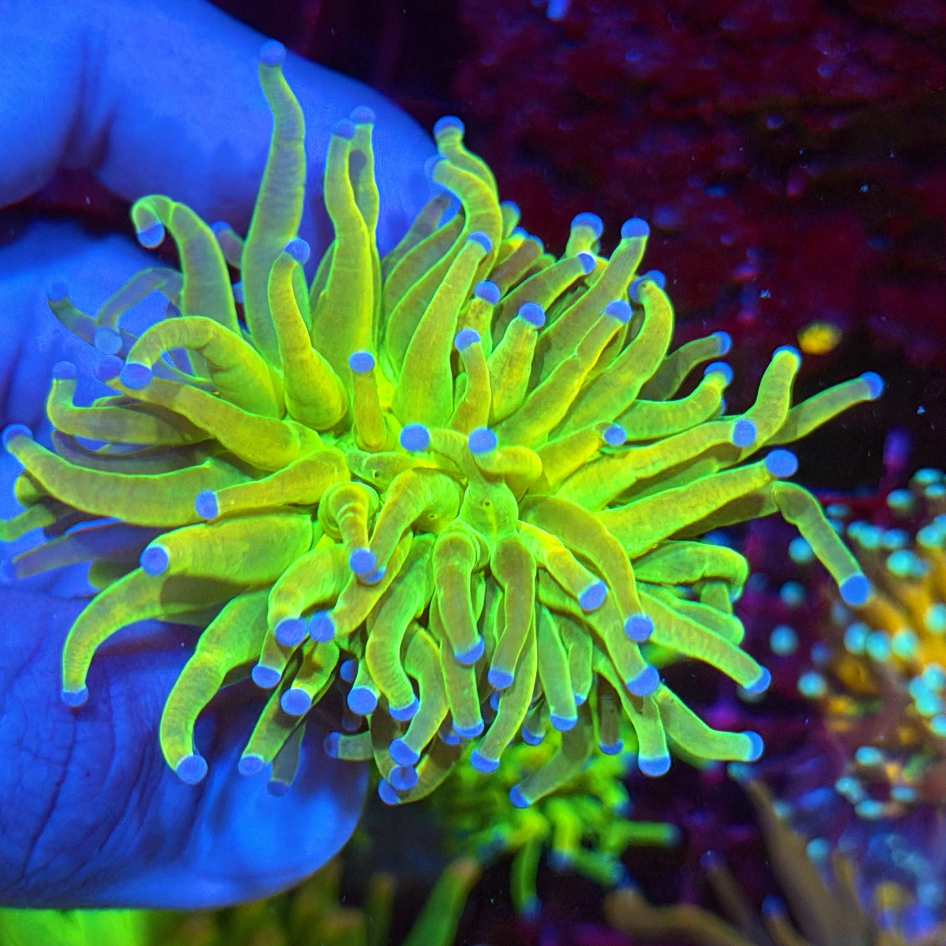 JEA Holy Grail Torch Coral 1 Heads Splitting BRIGHT 6/3
