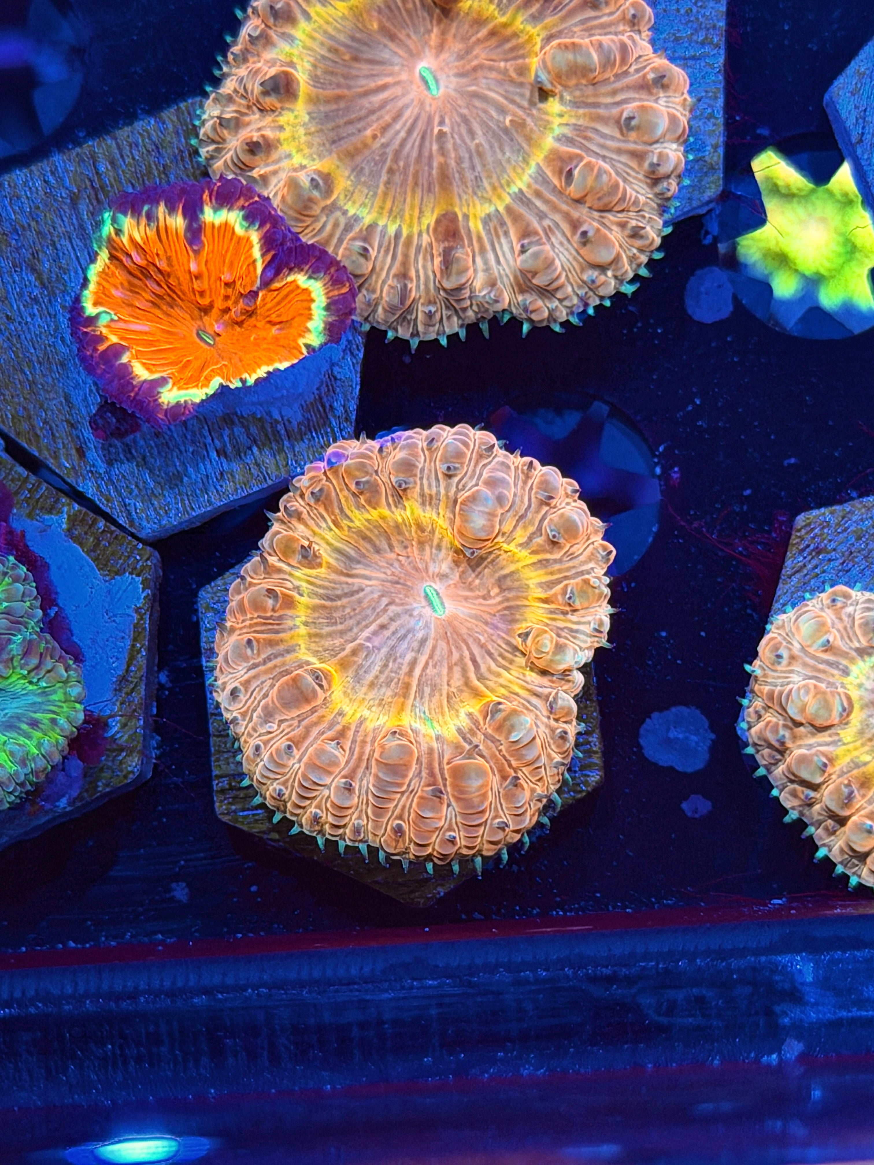 JEA Cyclops Blastomussa Coral 1 XL Head *New Release* 8/7