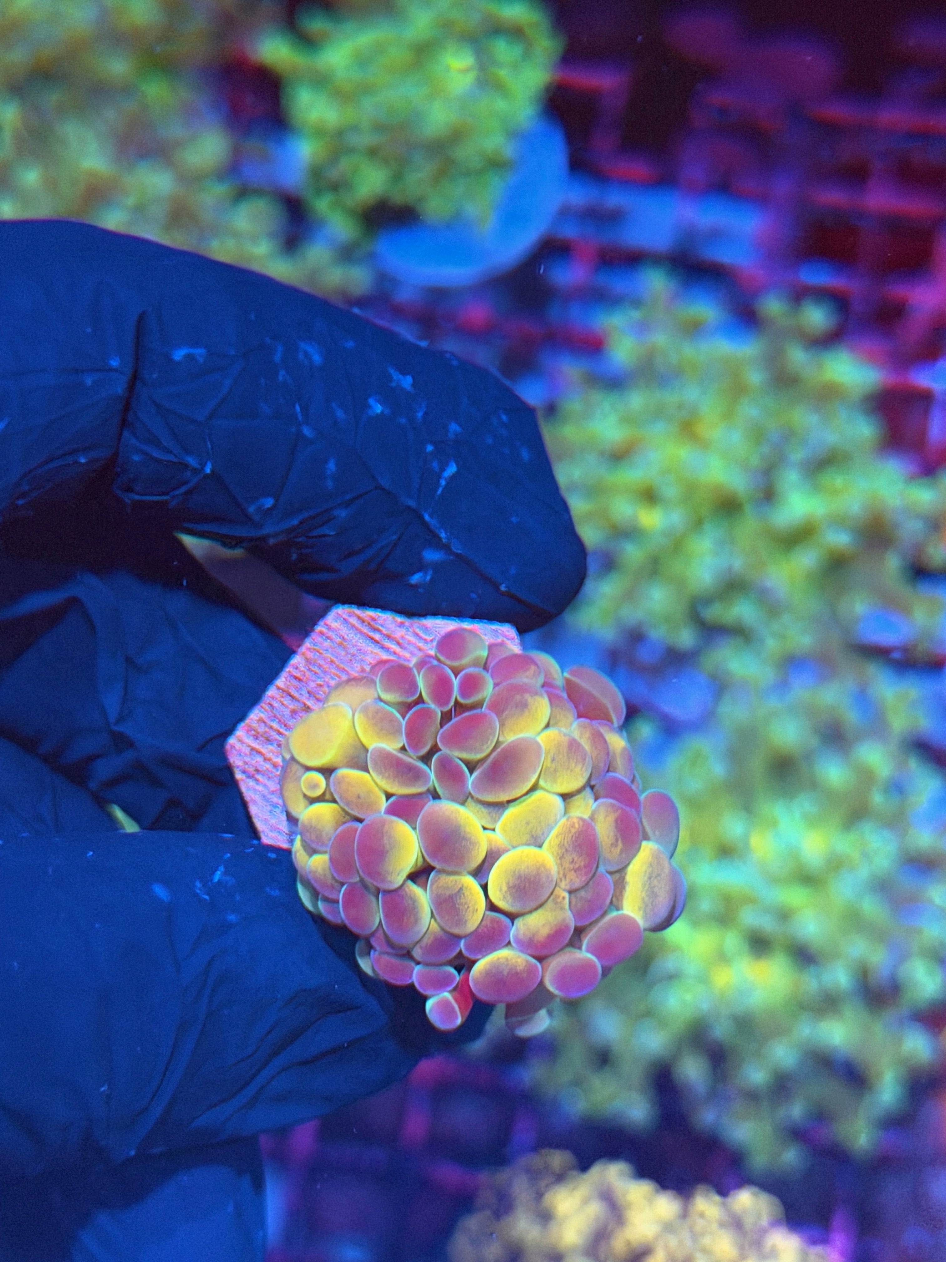 JEA Orange Holo Hammer Coral 1 Head 7/31