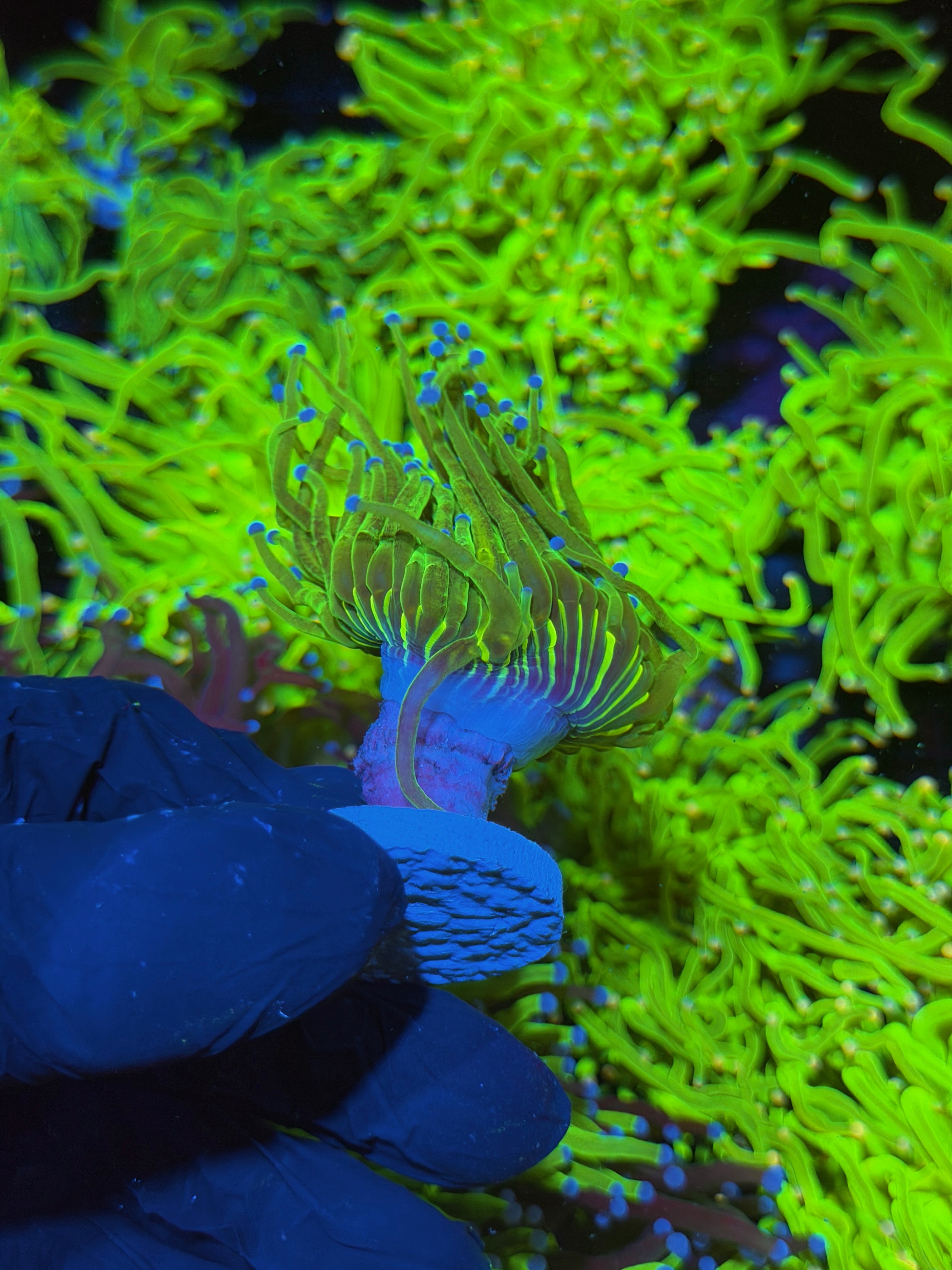 JEA Glitter Holy Grail Torch Coral 1 XL Head 7/14