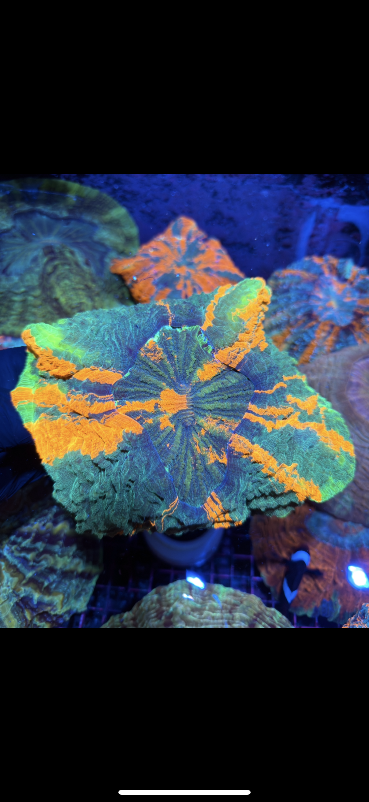 Bright Multicolor Striped Acanthophyllia Meat Coral XXL Show Piece 2/25