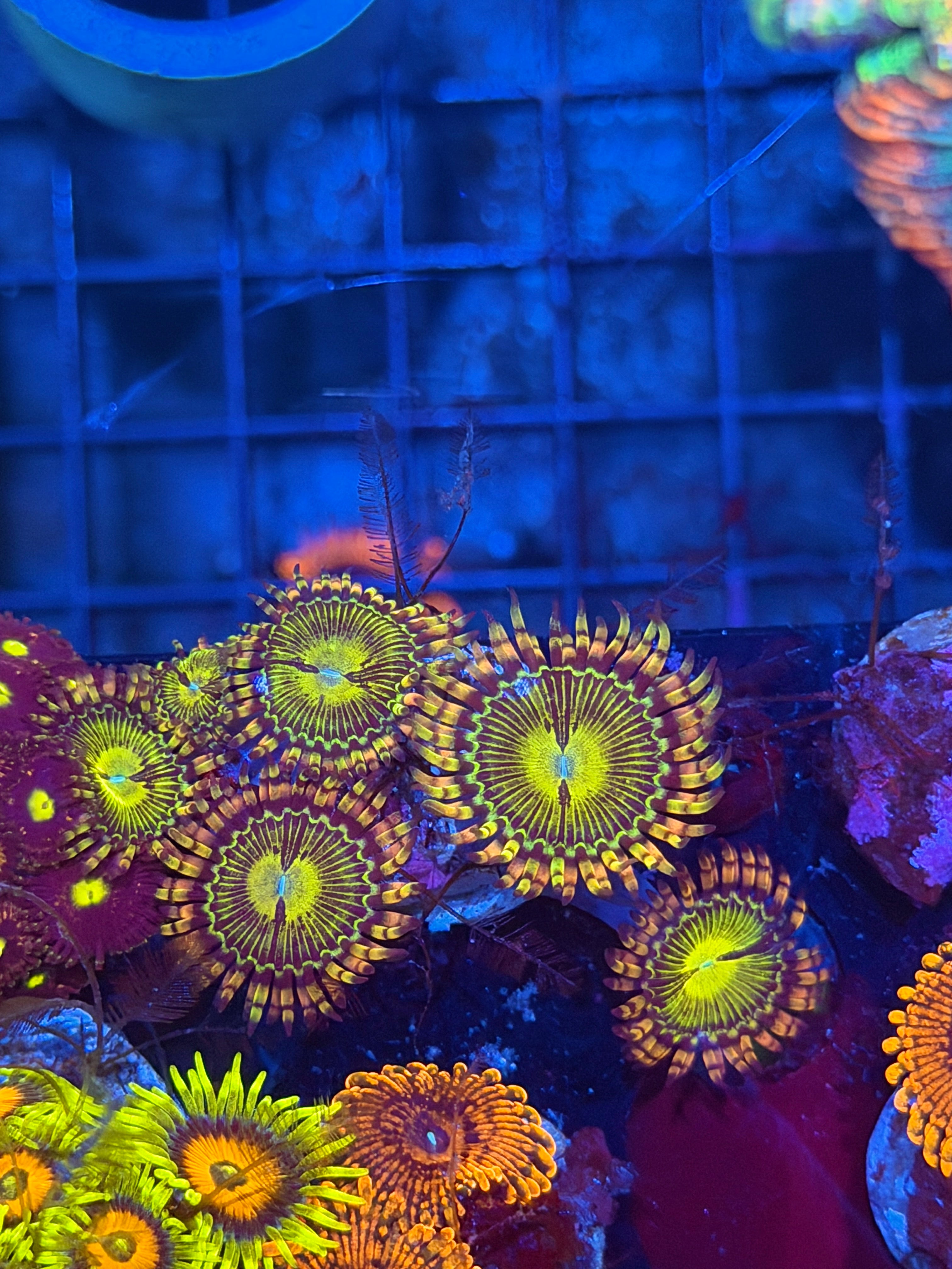 JEA Buttkisser Zoanthid Coral 6 Polyps XL