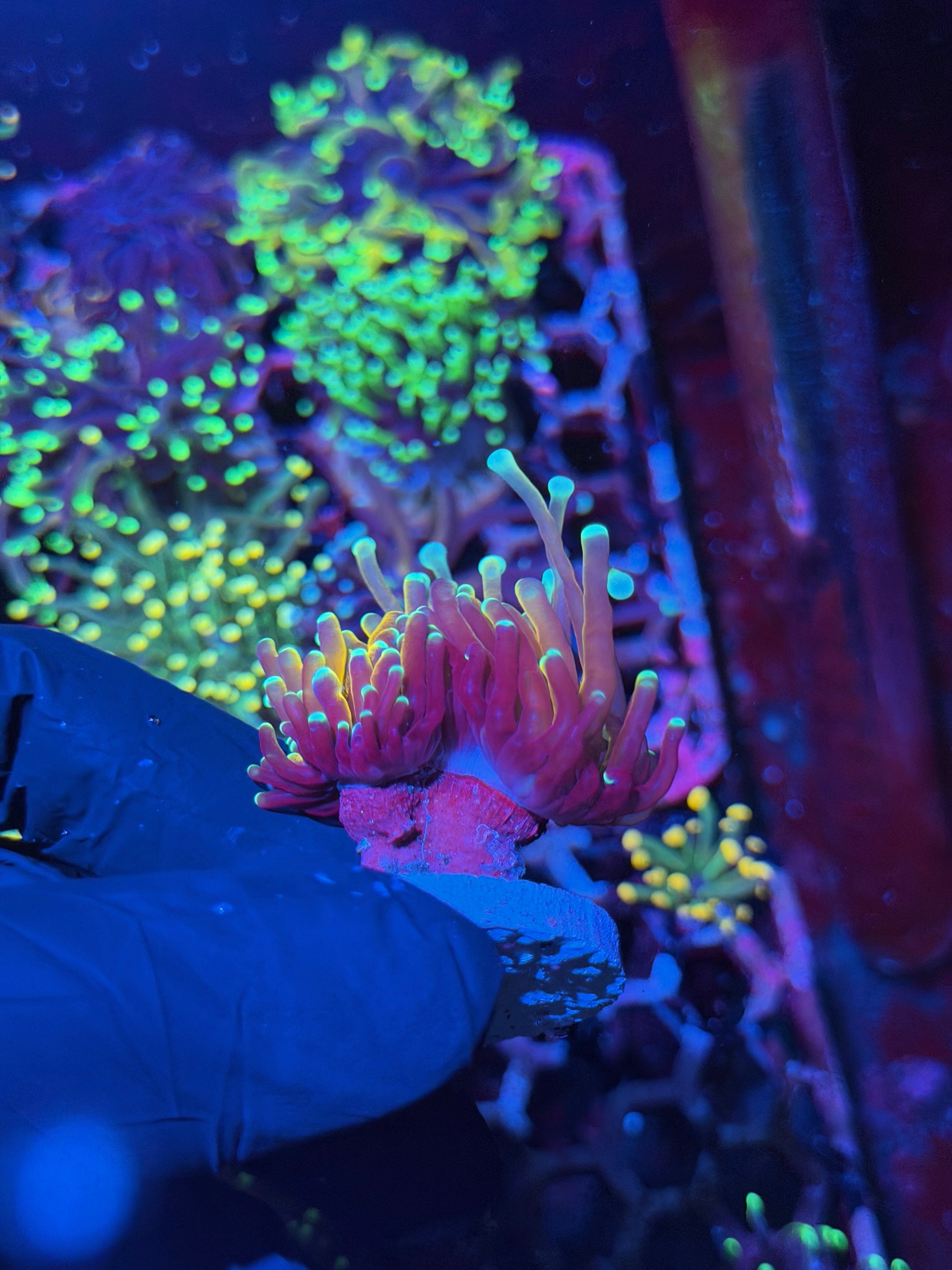 JEA Blue Tip Tiger 2.0 Torch Coral 2 Heads