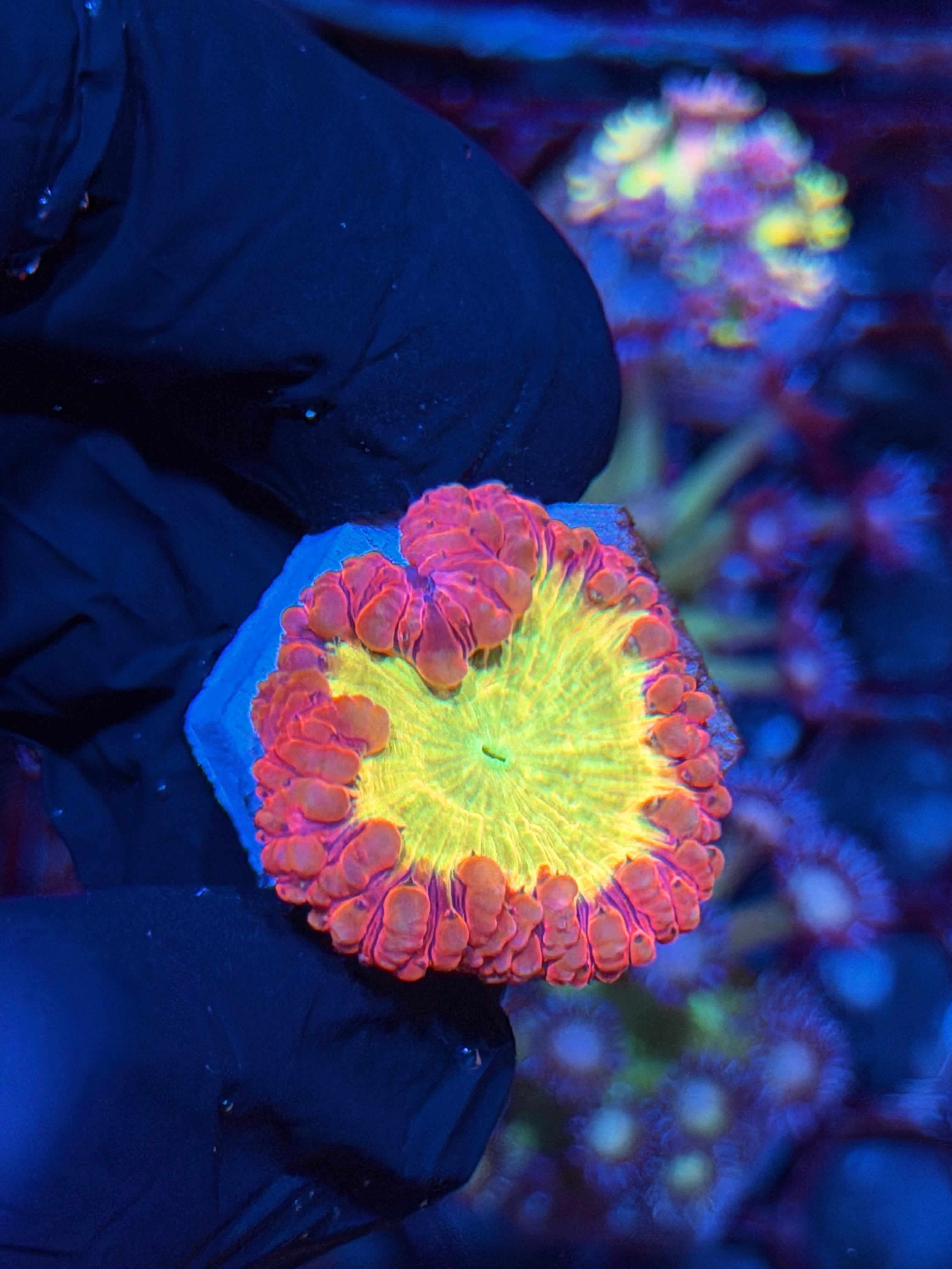 JEA God Mode Blastomussa Coral *New Release*