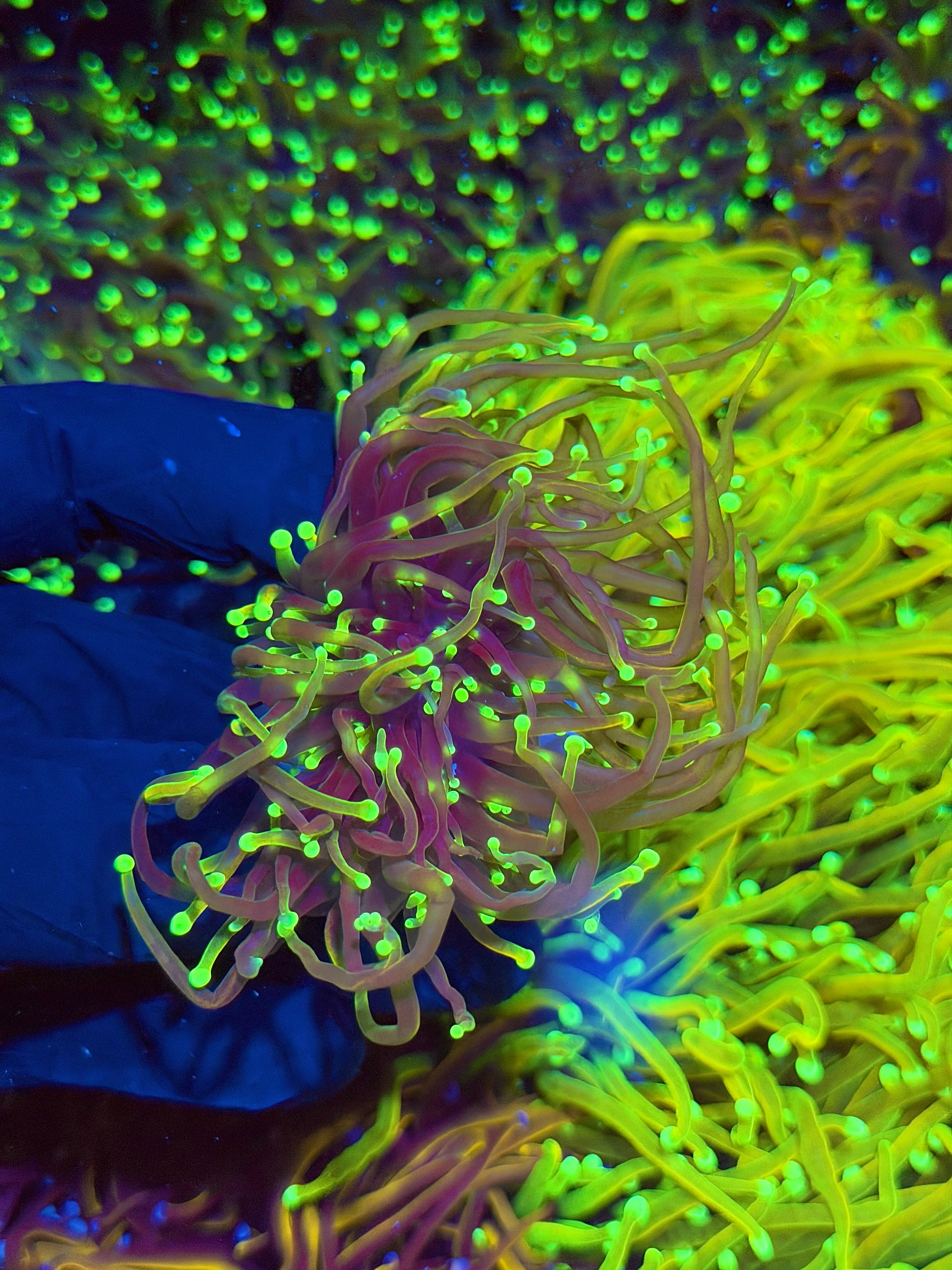 JEA Dragon Fire Torch Coral 2 XL Heads