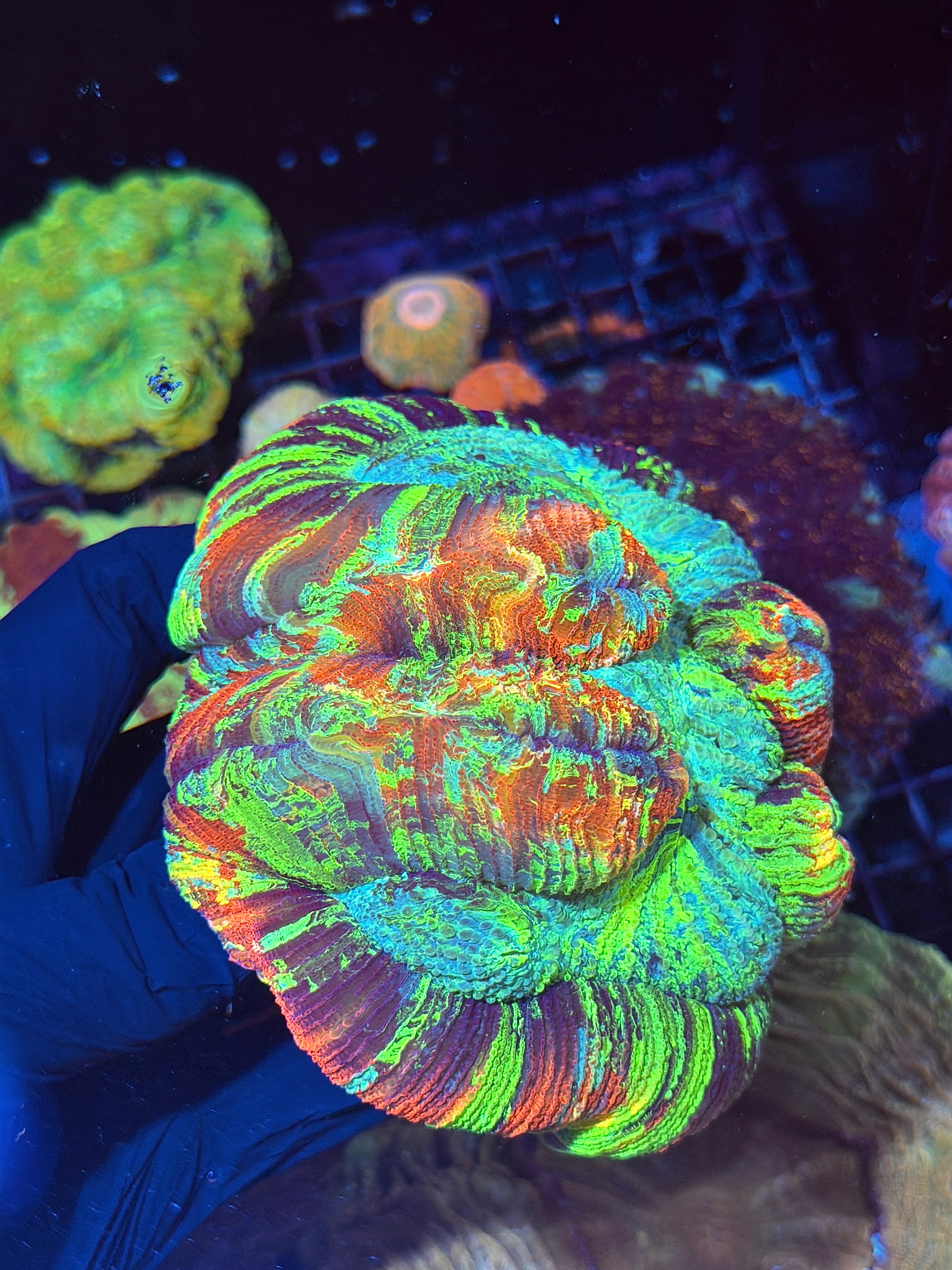 Insanely Bright Rainbow Trachyphyllia Meat Coral XXXL Show Piece