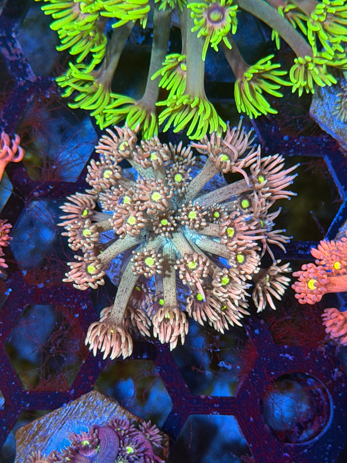JEA Snowball Goniopora Coral 9/28