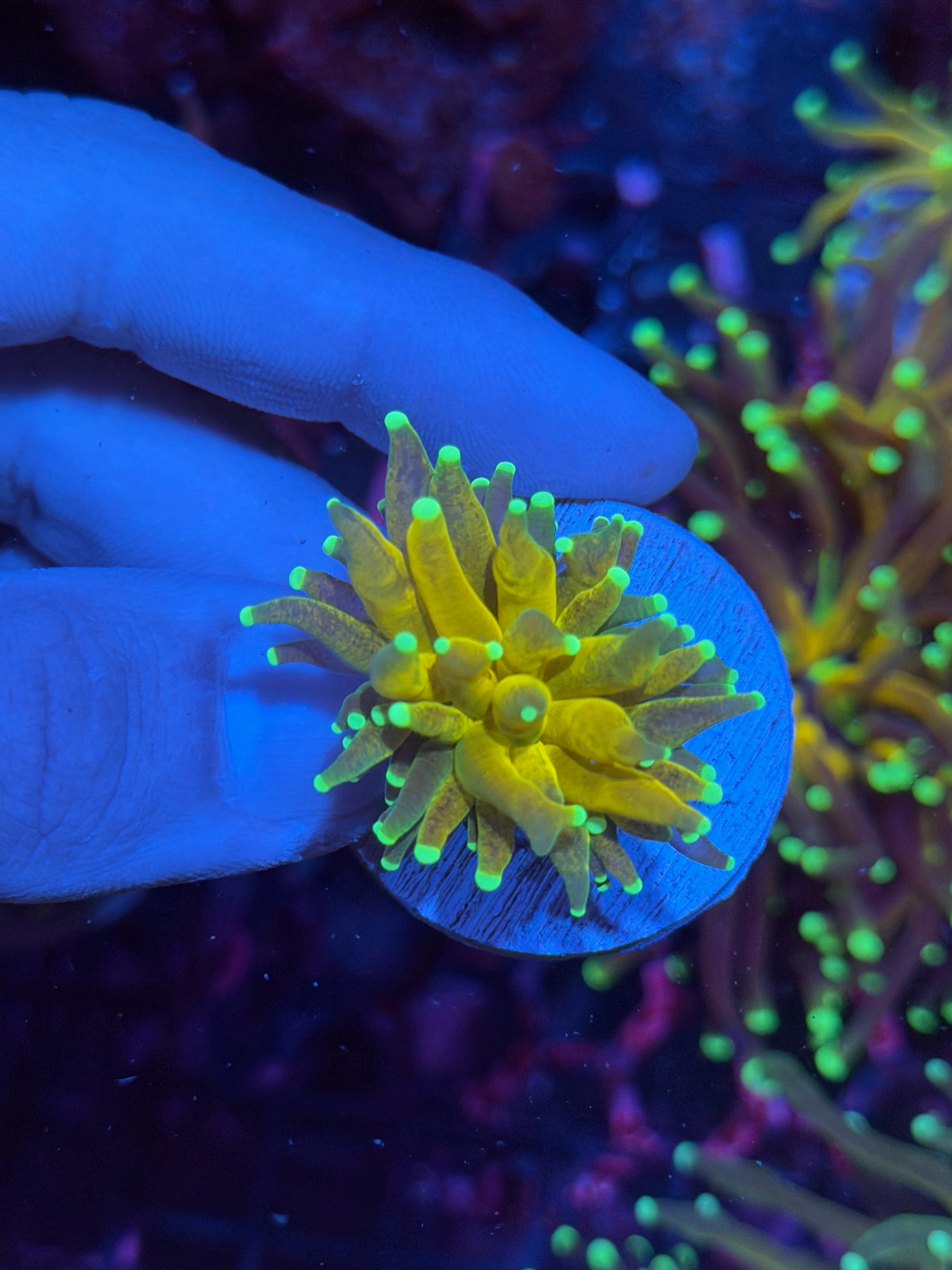 JEA Yellow Tiger Torch Coral 1 Head (Branching) 11/28