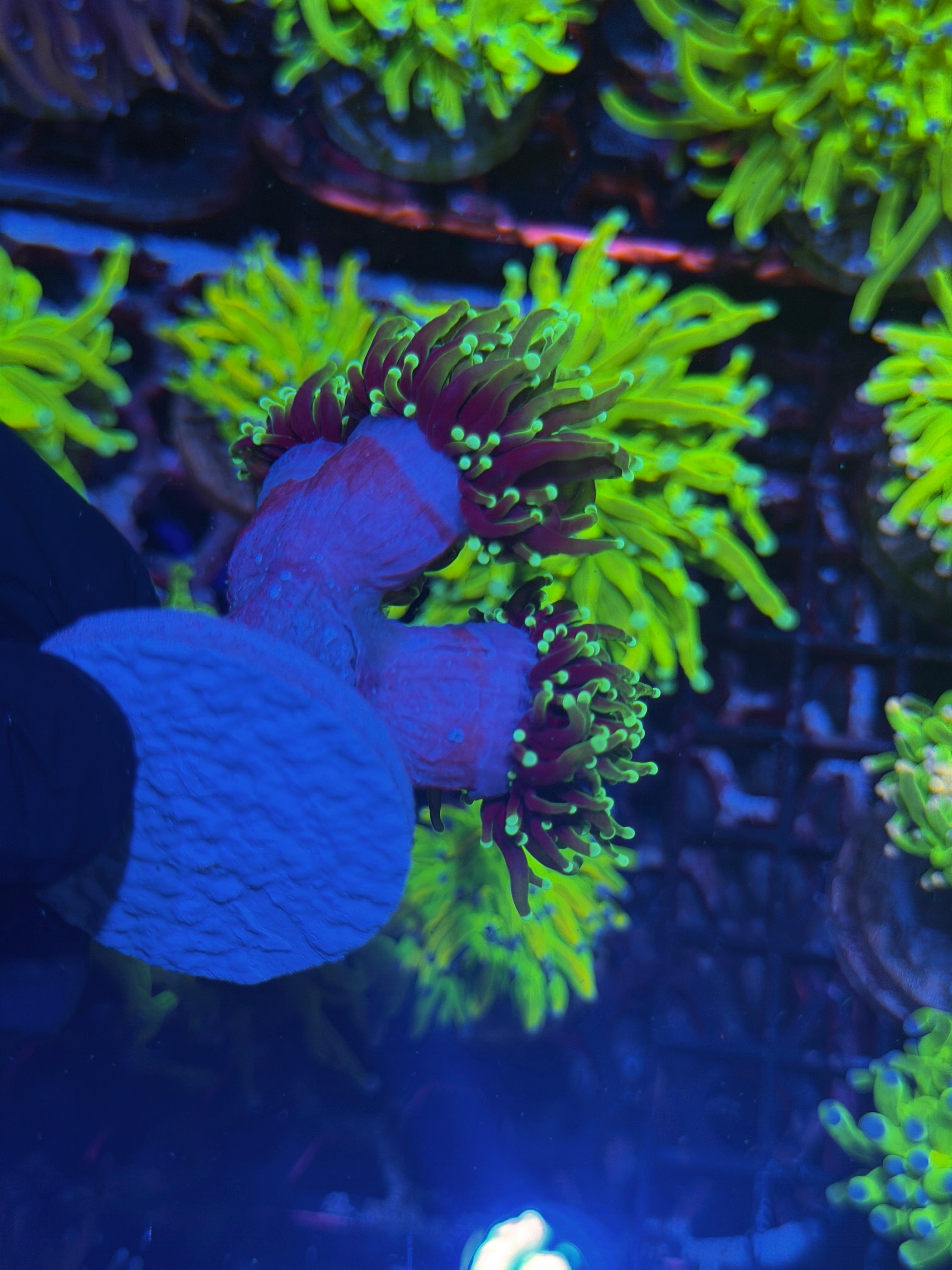 JEA Dragon Soul Torch Coral 3 Heads XL 8/1