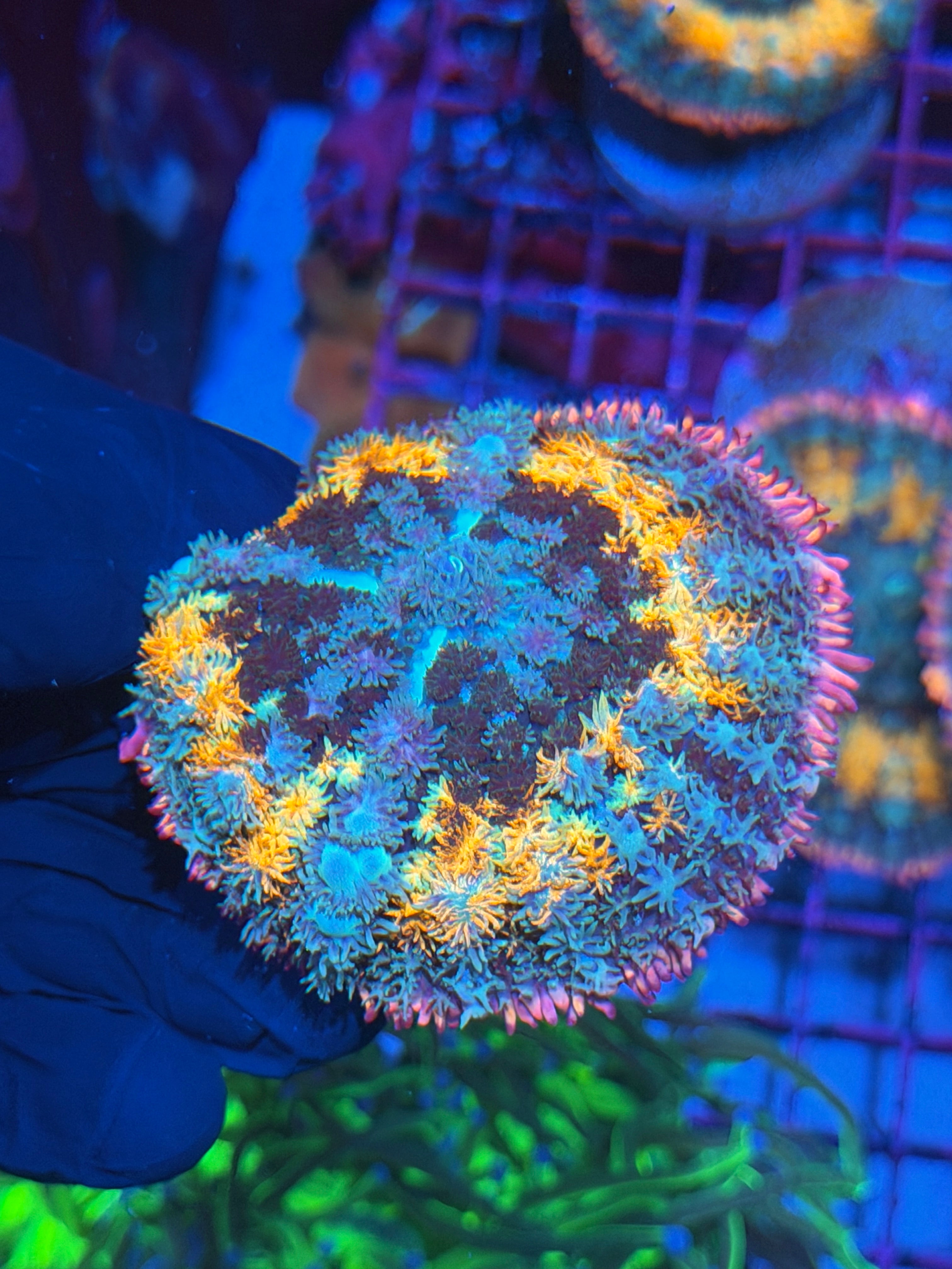 JEA Spellcaster Bounce Mushroom Coral 7/10