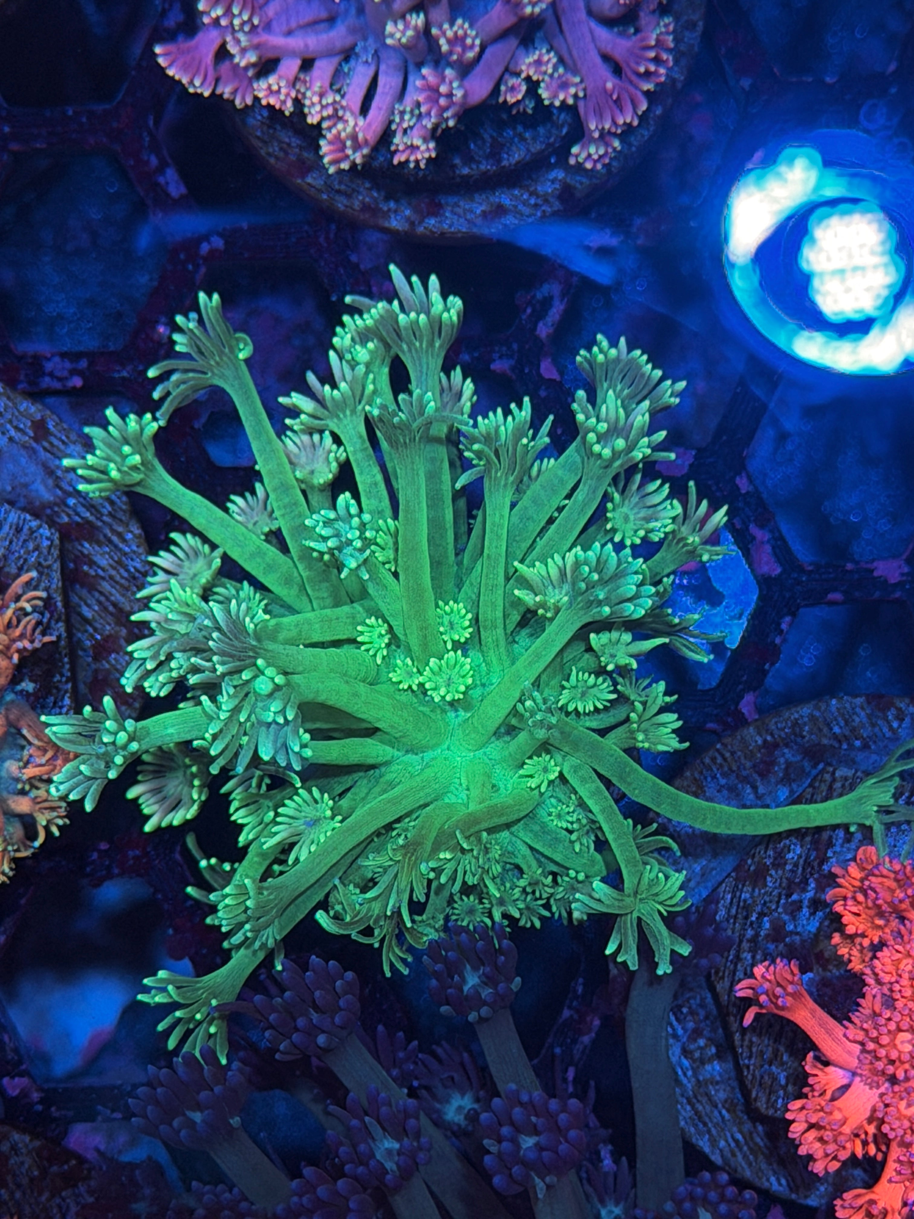 JEA Two Face Goniopora Coral 3/16