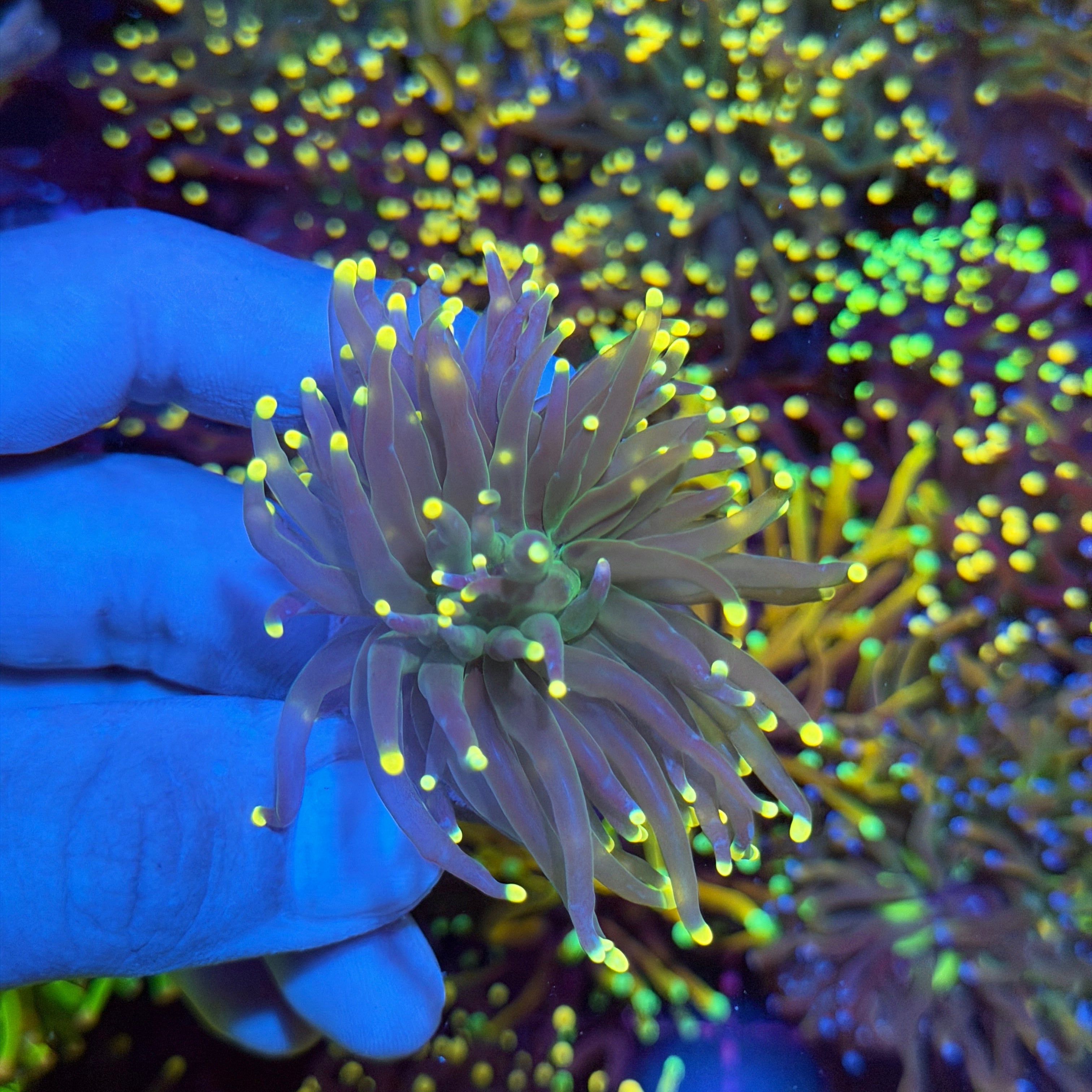 JEA Confetti Torch Coral 1 Head 6/3