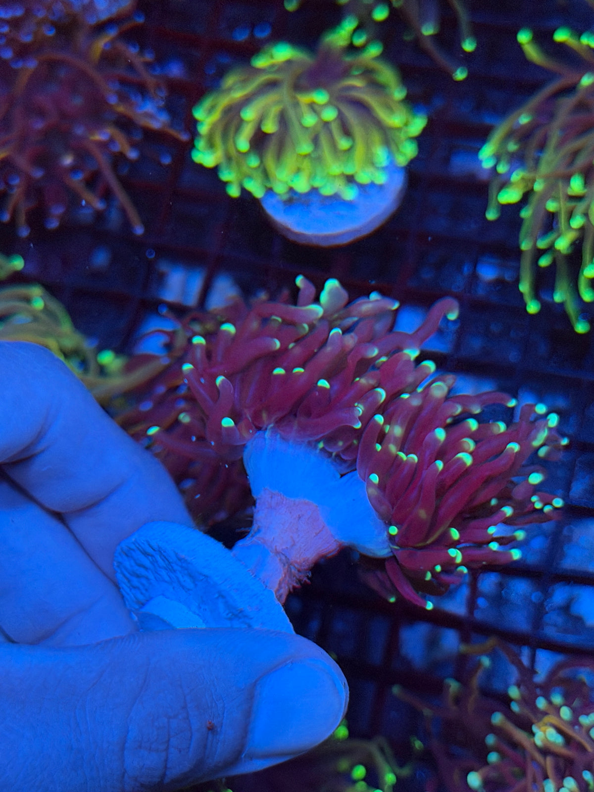 JEA Medusa Torch Coral 2 Heads XXL 9/22