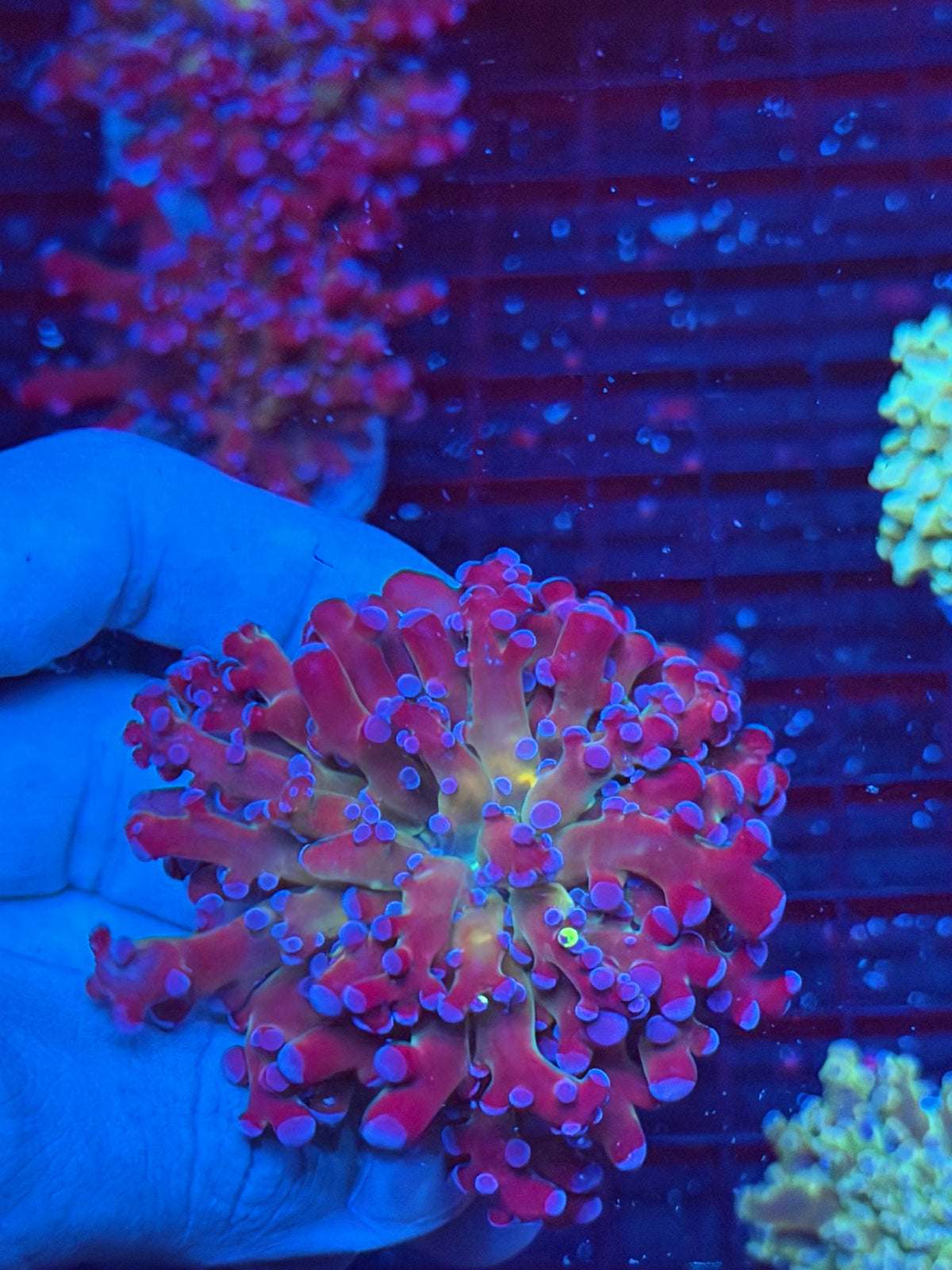 JEA Grafted Mardi Gras Frogspawn Coral 1 XL Head 9/21