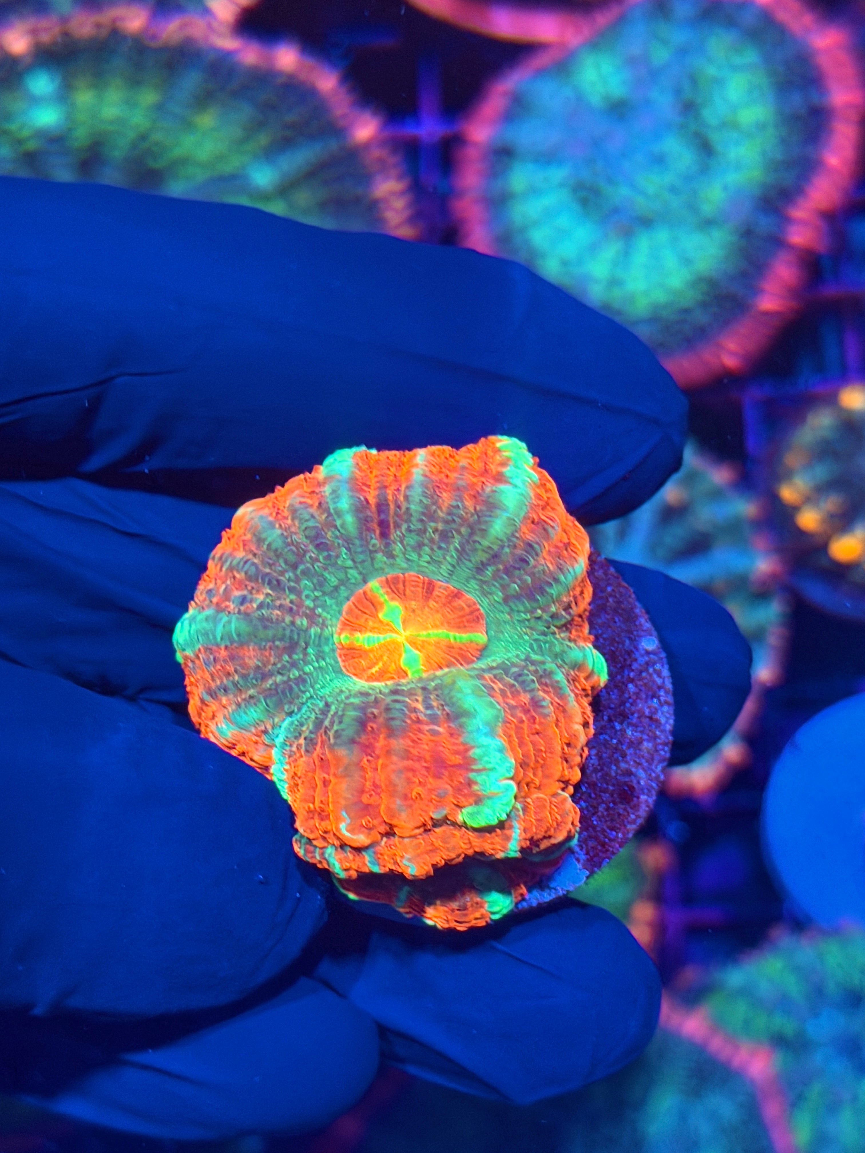 JEA Rocket Pop Asian Acans Coral 2 XL Heads *Last Frag* 12/1