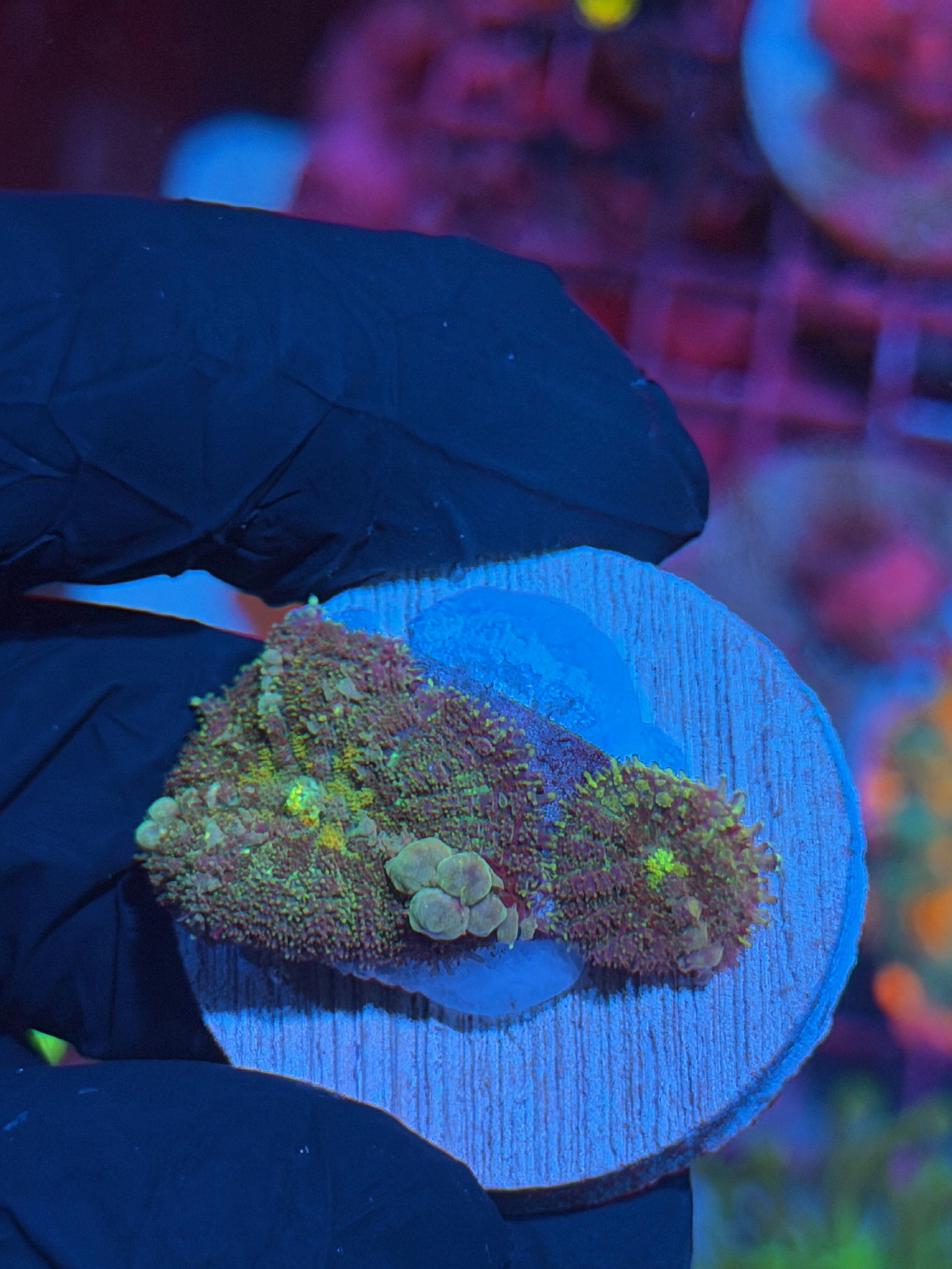 JEA Godspawn Bounce Mushroom Coral Multi 7/31
