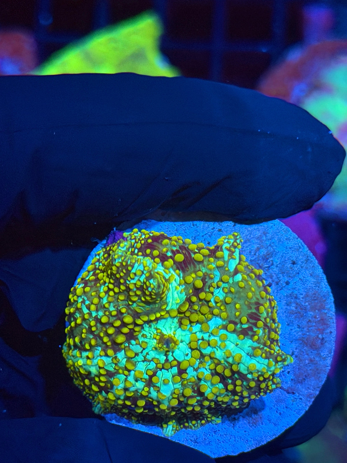 JEA King Midas Jawbreaker Mushroom Coral XL 9/27