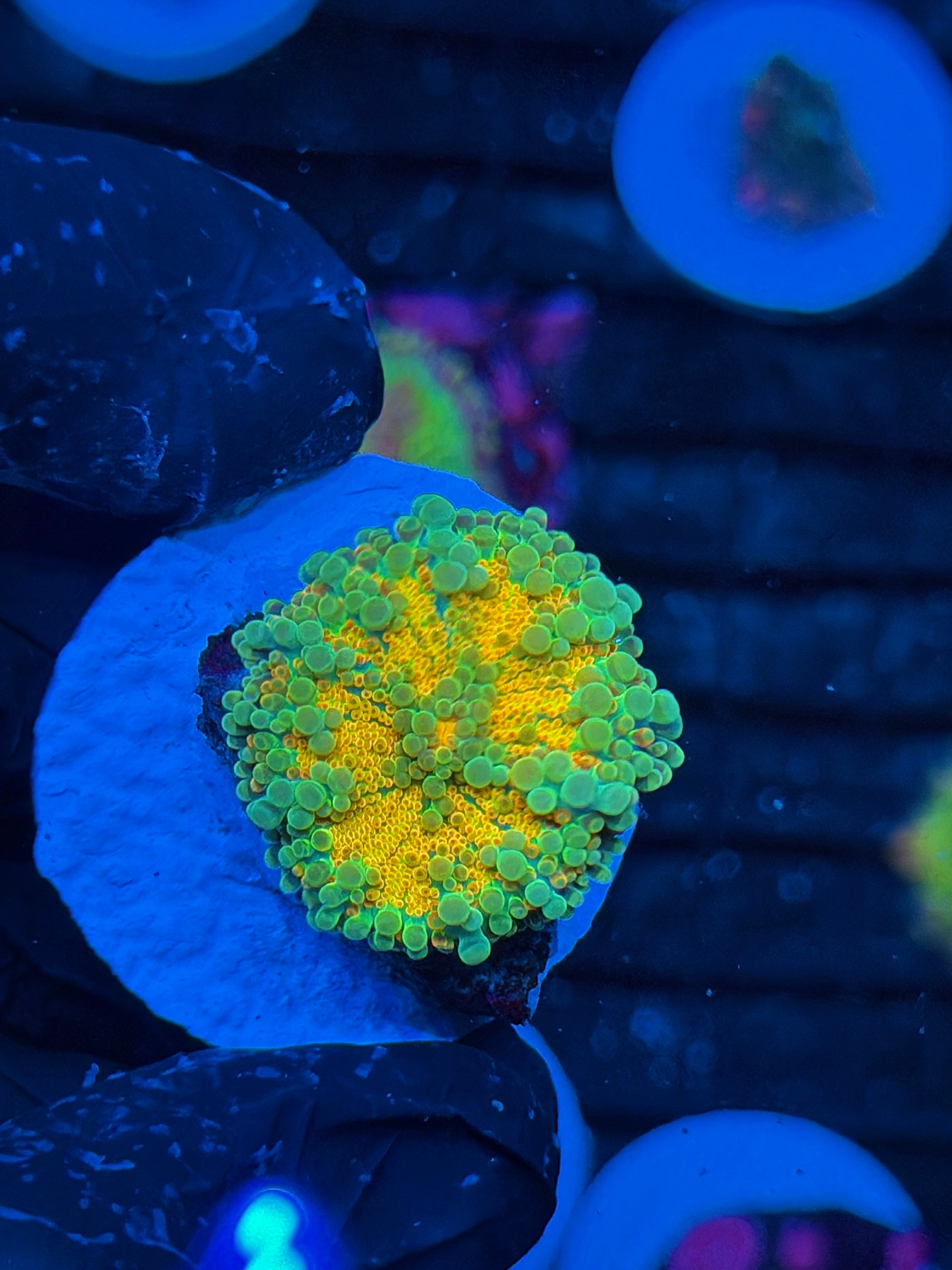 JEA Metropolis Yuma Mushroom Coral BRIGHT 9/6
