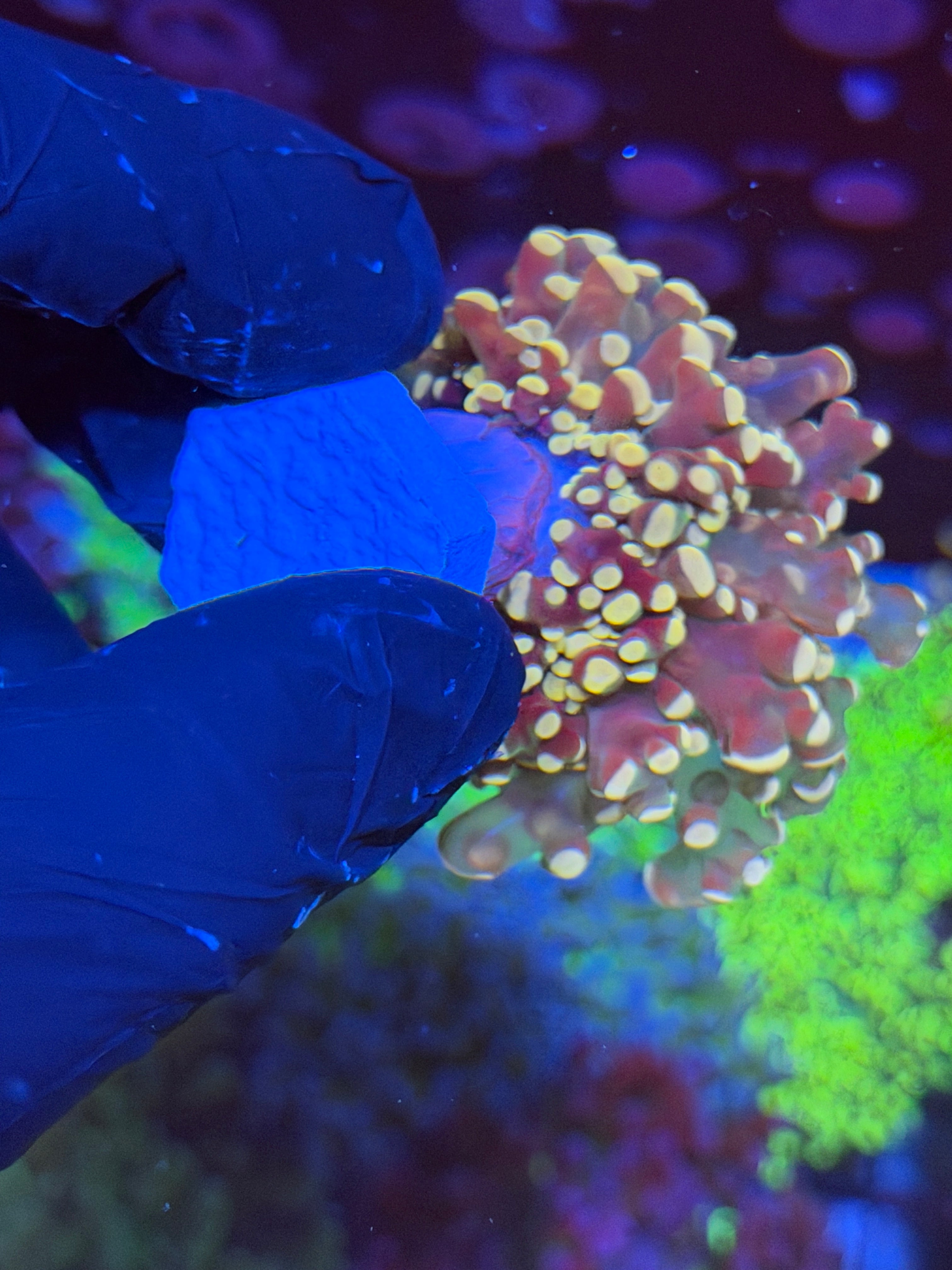 JEA Princess Peach Frogspawn Coral 1 XL Head 6/4