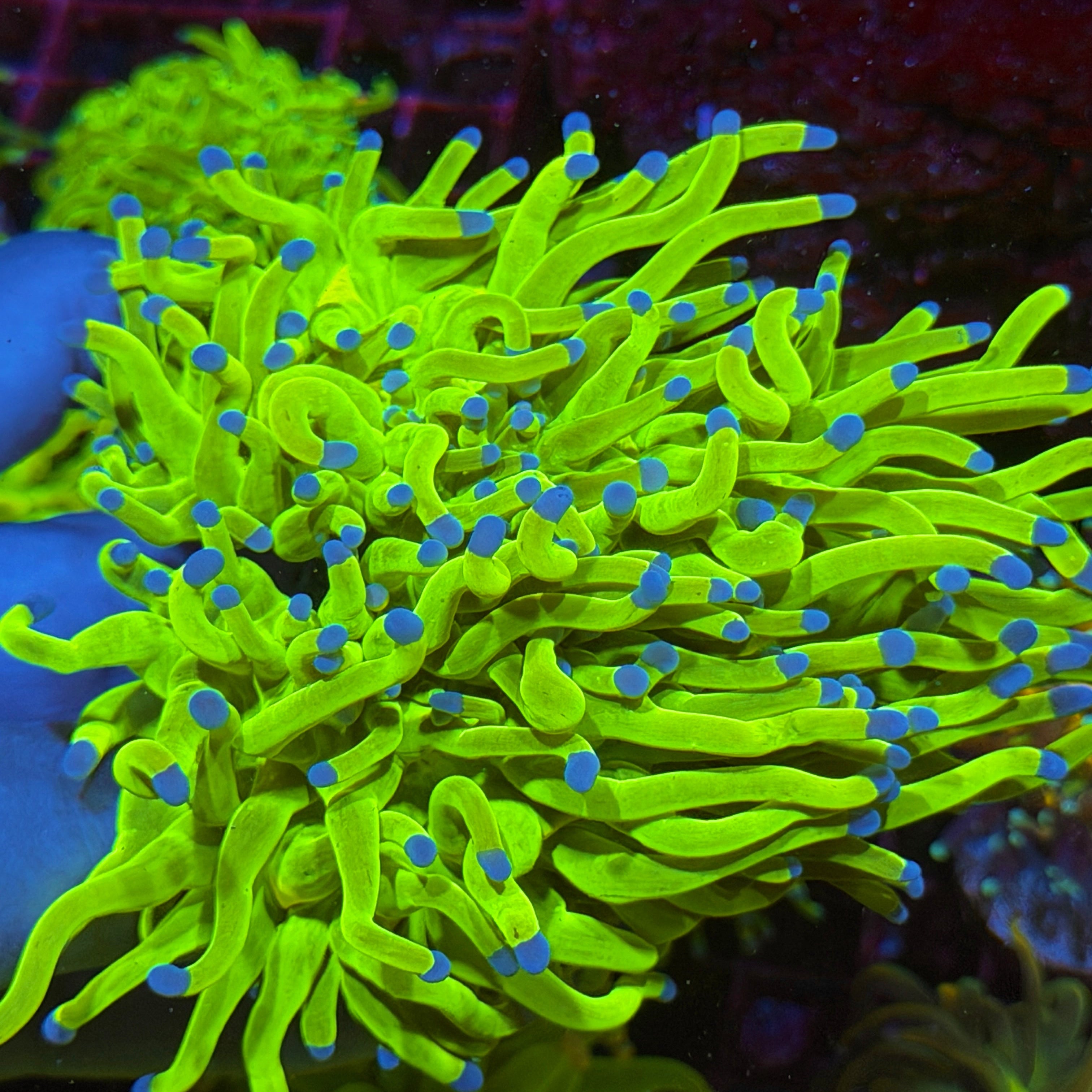JEA 24K Holy Grail Torch Coral Mini Colony Cluster XXXL Show Piece 6/3