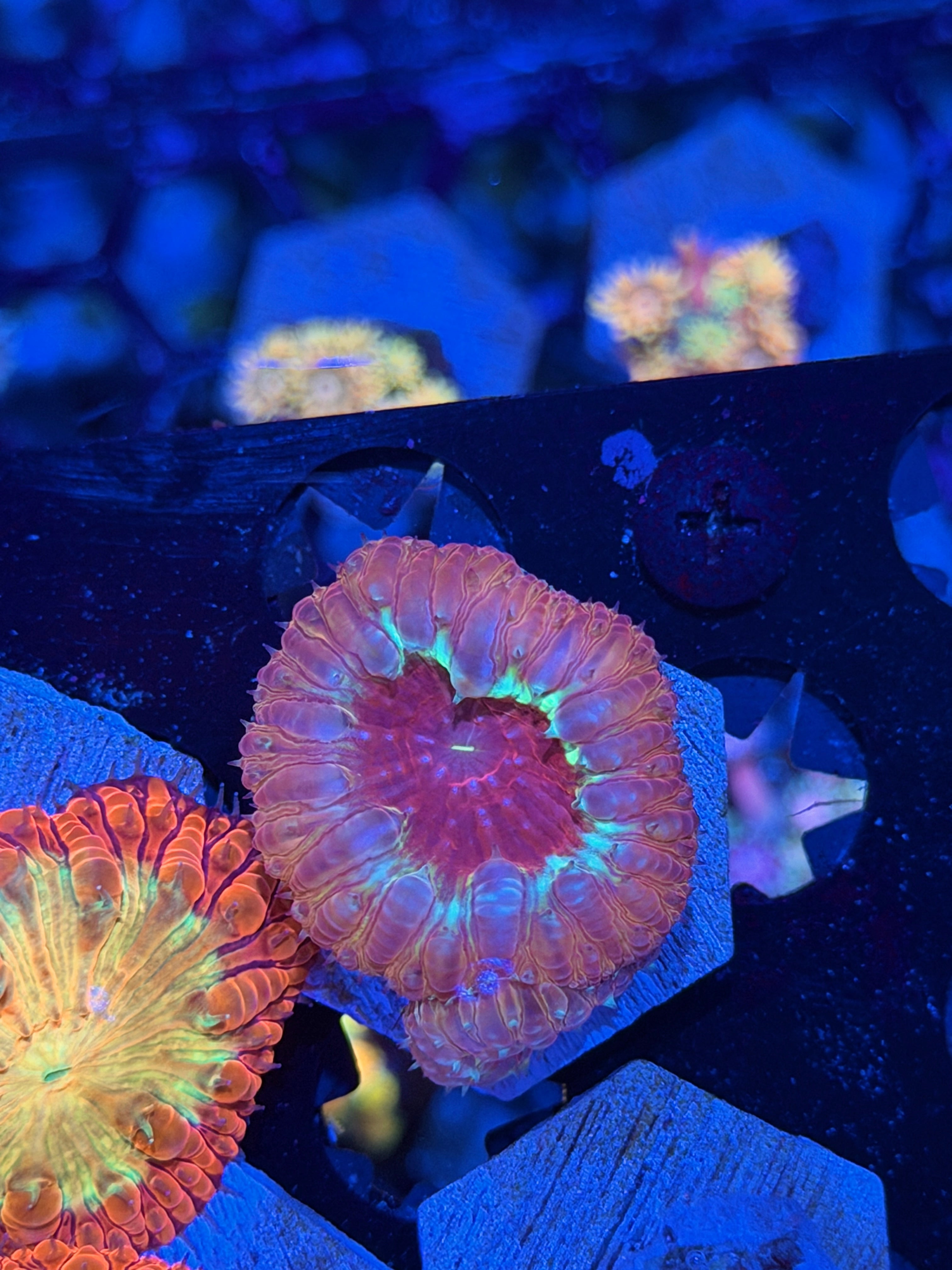 JEA Dante’s Inferno Blastomussa Coral *New Release* 7/22